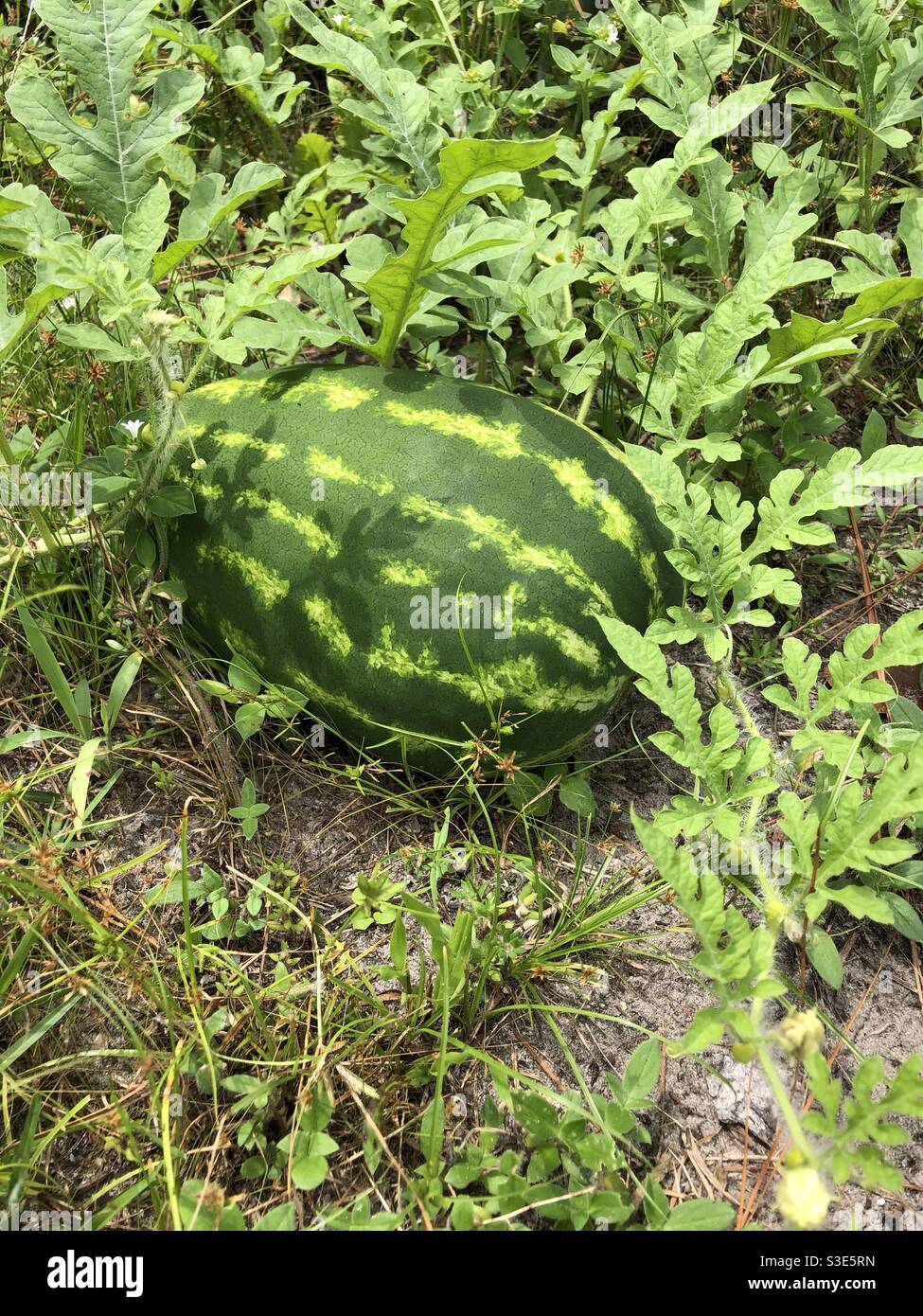 Homegrown watermelon southeast Georgia - Smartphone Captured Stock Image