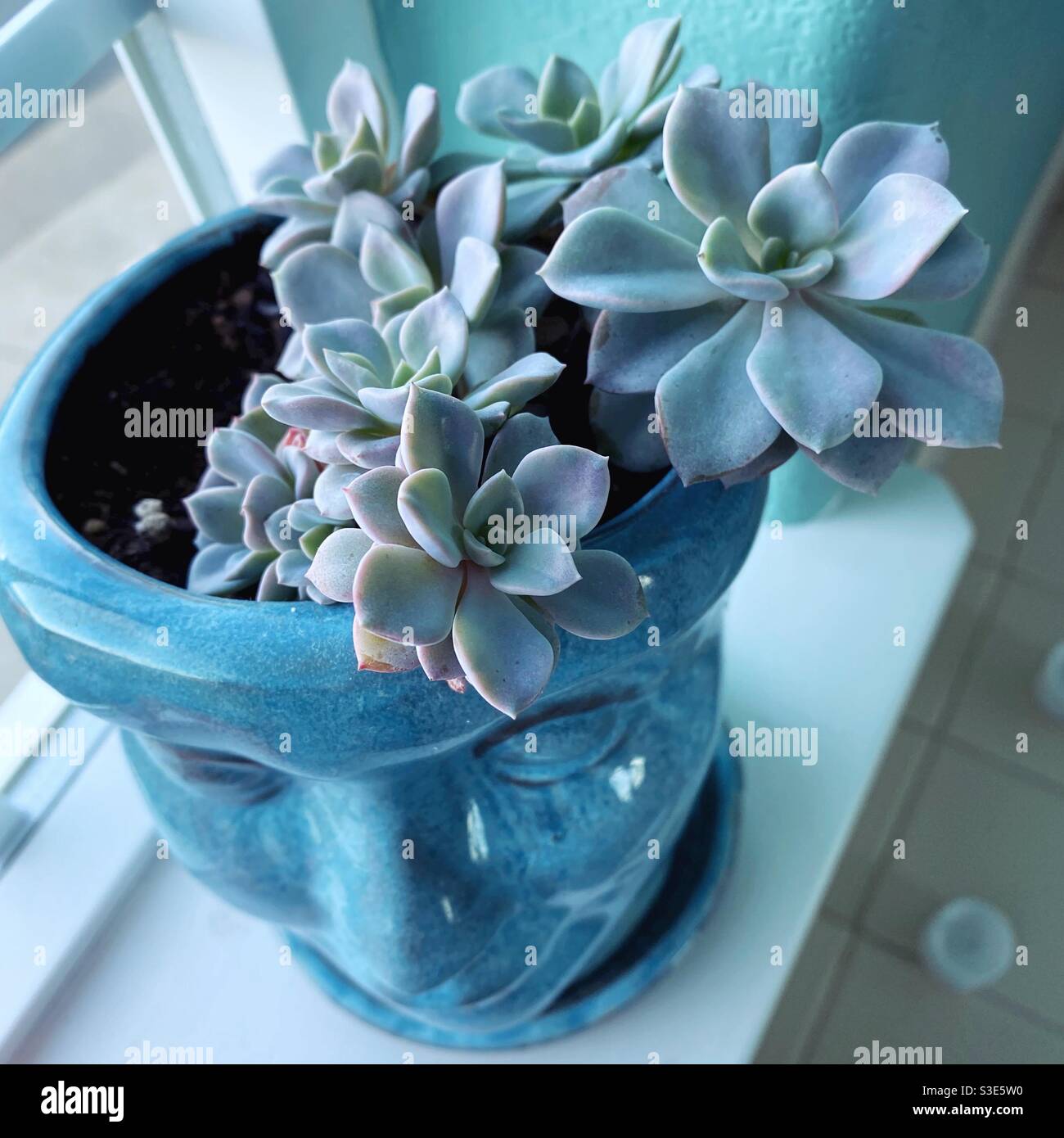 Echeveria plant in a container shaped like a woman's head. Stock Photo