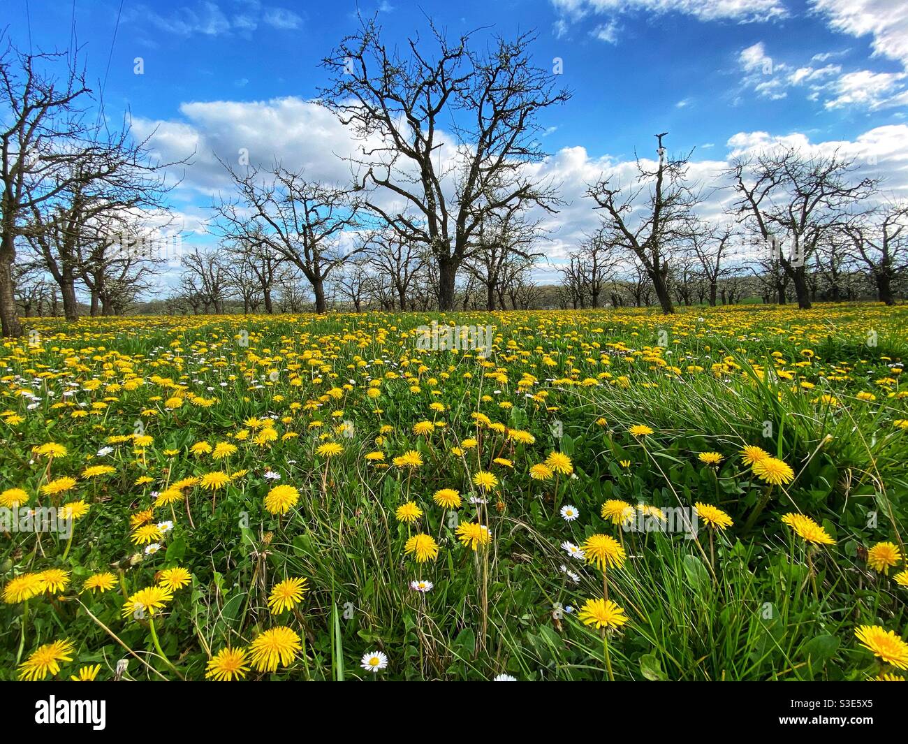 Grove walnut trees hires stock photography and images Alamy
