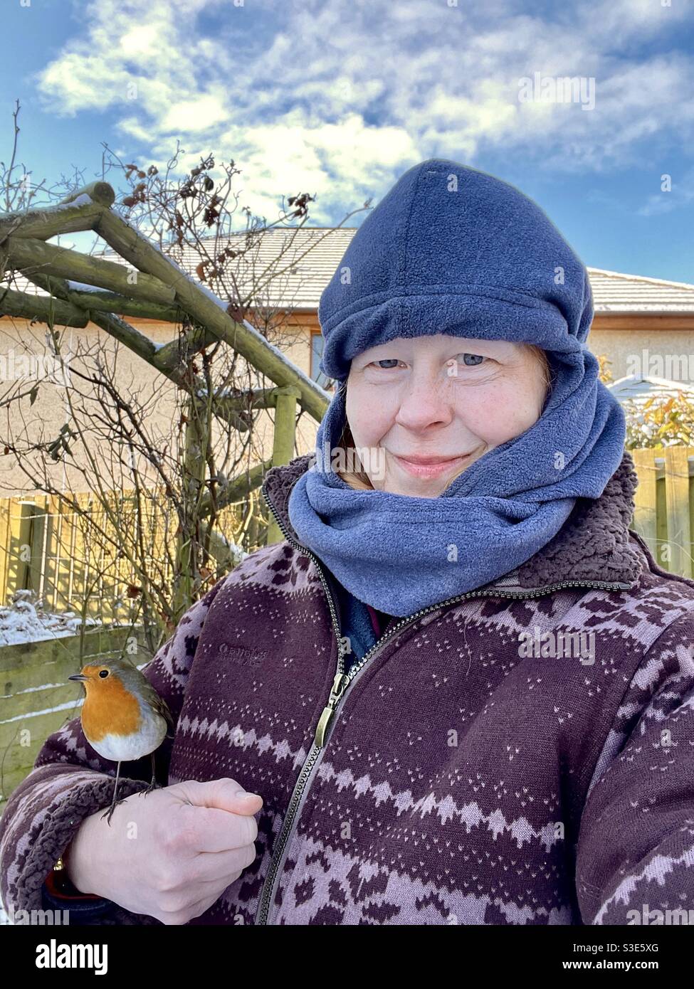 Closeup of  female robin perching  on the hand of a lady dressed in warm clothes on a snowy winter’s day in a garden. - Smartphone Captured Stock Image