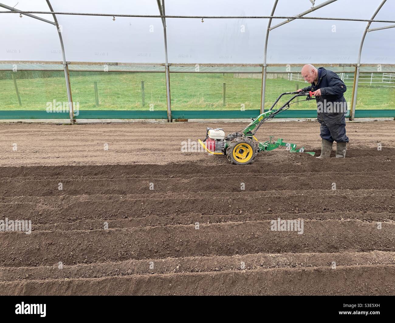 David Helme,  in his 80s wearing overalls, still working and keeping active and busy in his senior years, rotovating and ridging the soil in his polytunnels ready for potato planting. - Smartphone Captured Stock Image