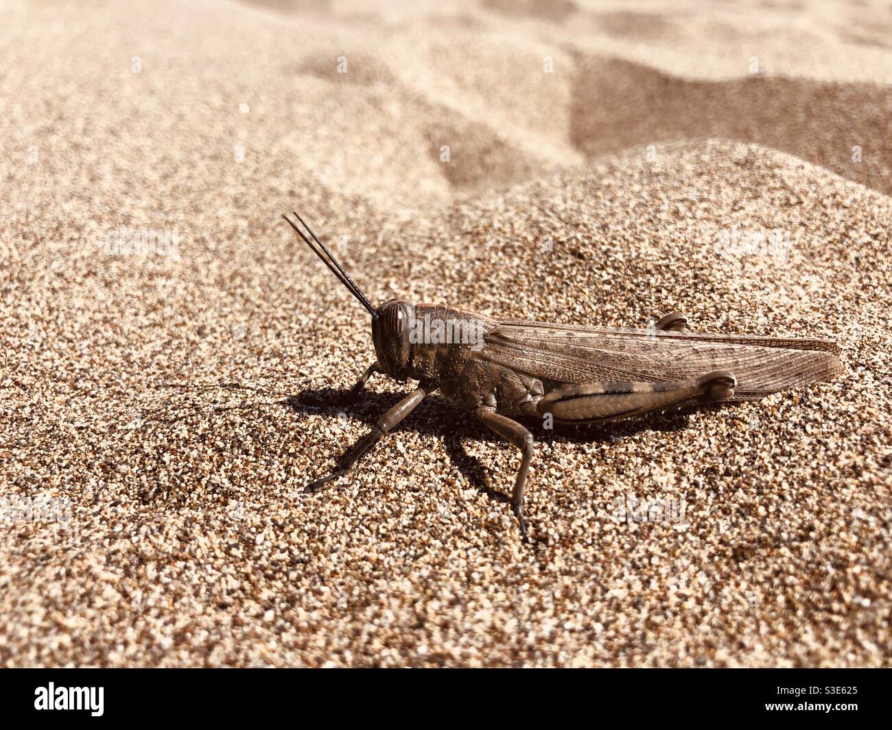 Close up shot of a grasshopper on sand Stock Photo