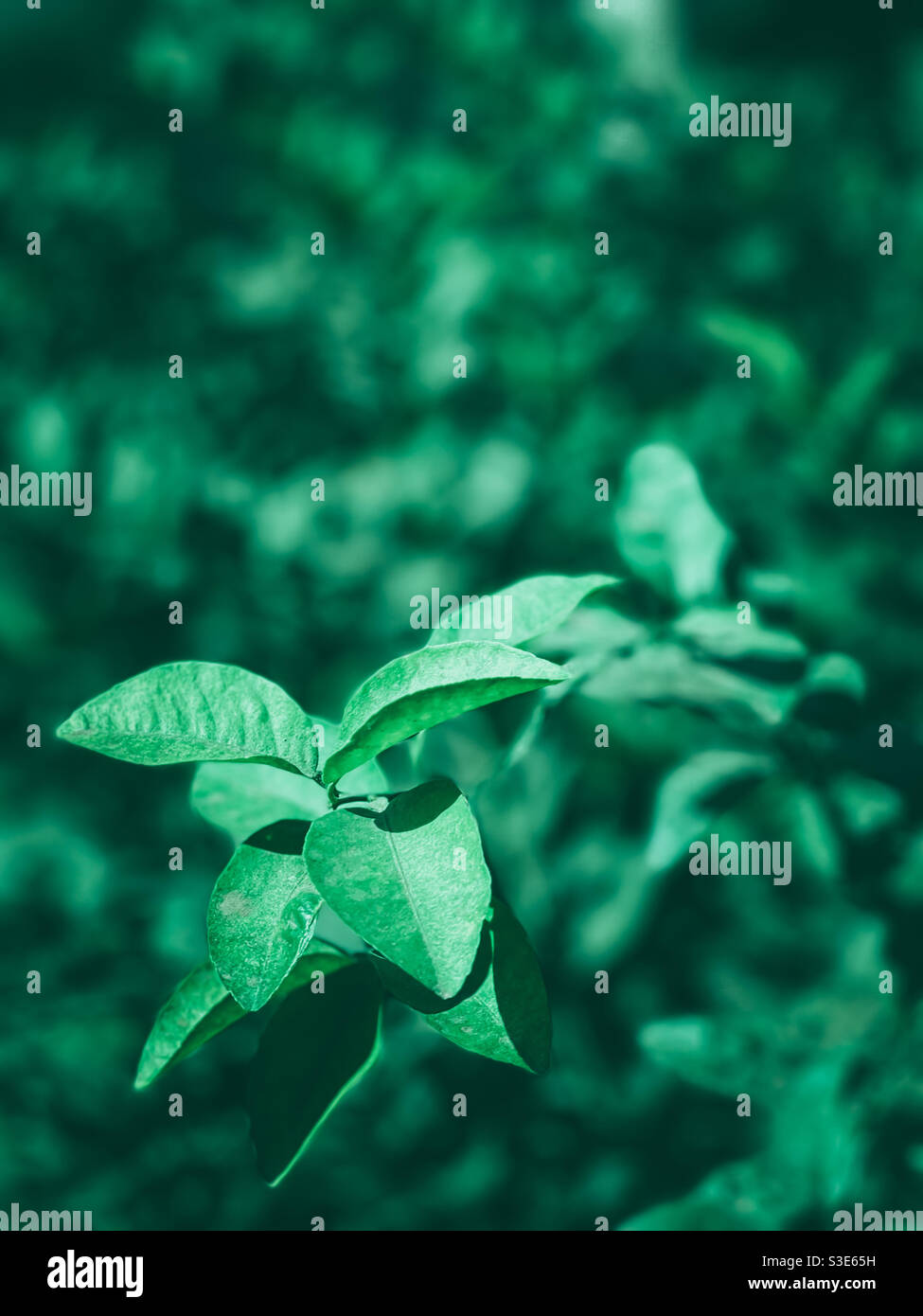 Green leaf in summer season Stock Photo