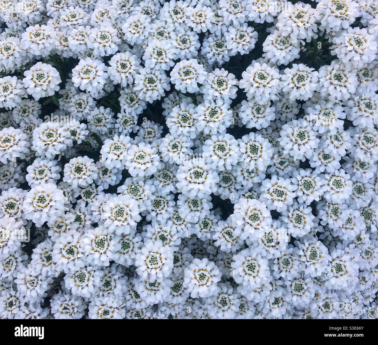 Little white flowers hi-res stock photography and images - Alamy