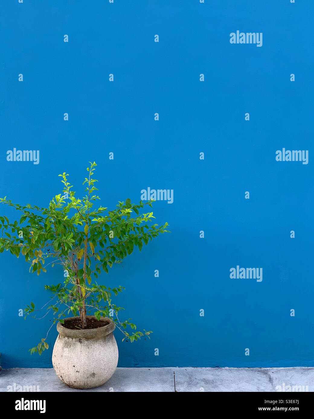 House plant - Smartphone Captured Stock Image