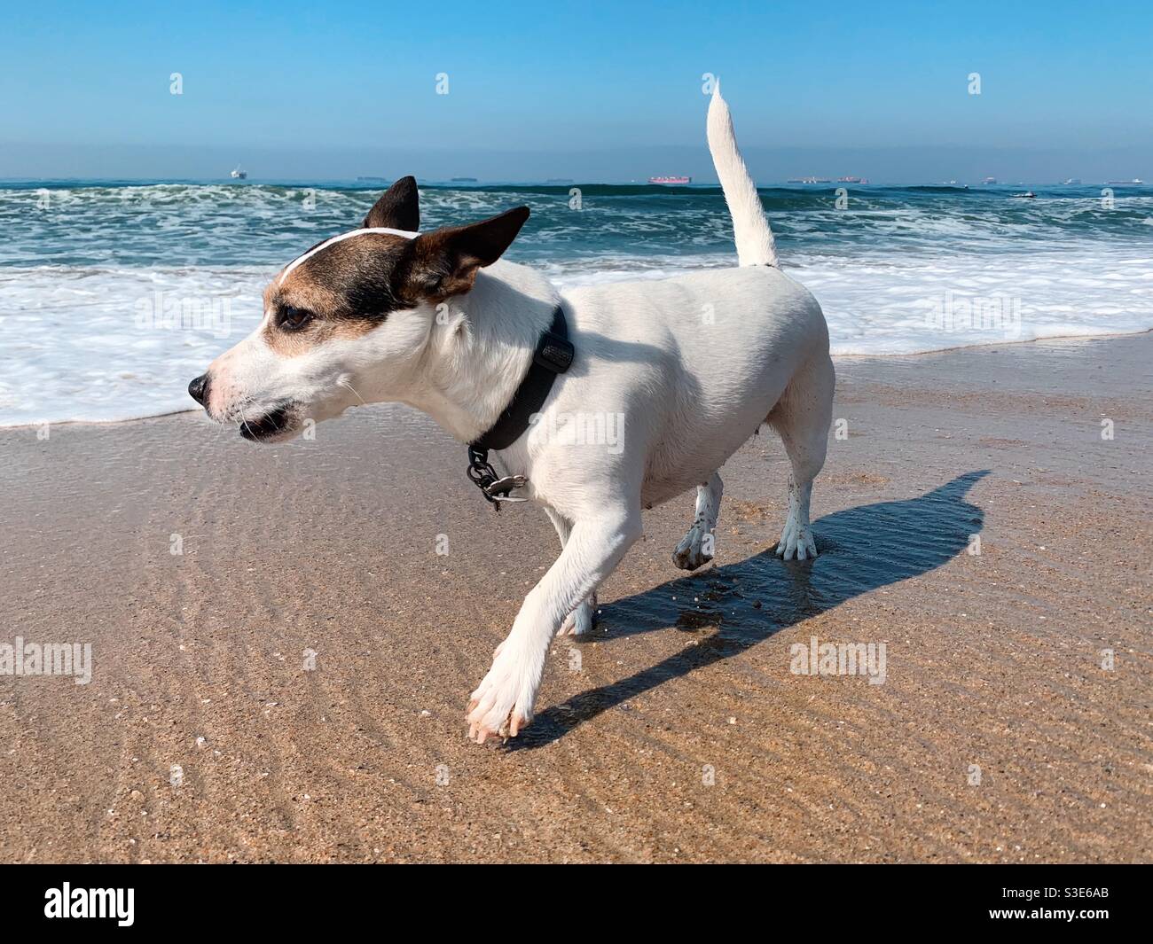Low angle view of a Jack Russell Terrier dog walking on beach on a sunny day with waves washing up behind her - Smartphone Captured Stock Image