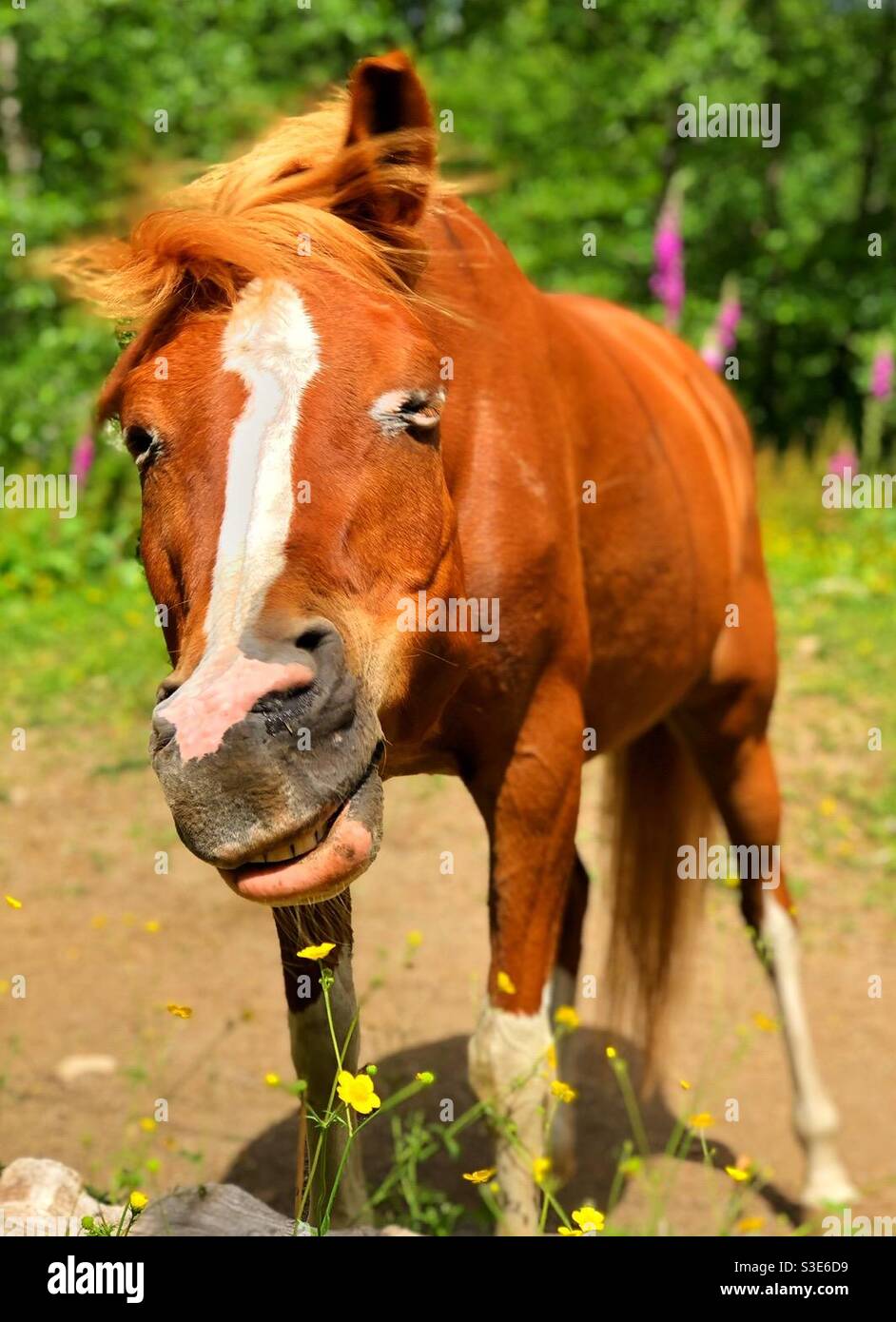Silly brown horse shaking her head while standing in the bright summer
