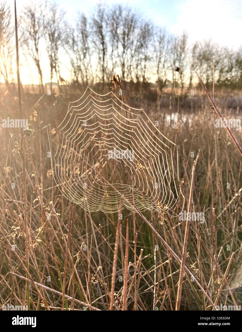 Spider web in the sunshine Stock Photo