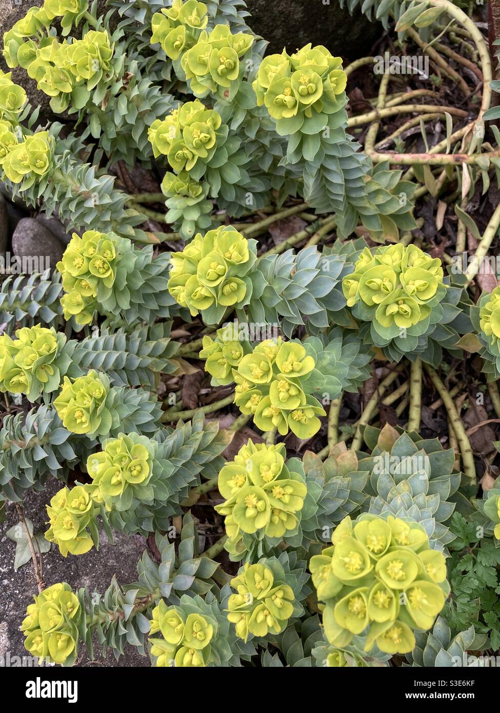 Myrtle Spurge plant (also known as a donkeytail , creeping spurge or blue spurge) Stock Photo