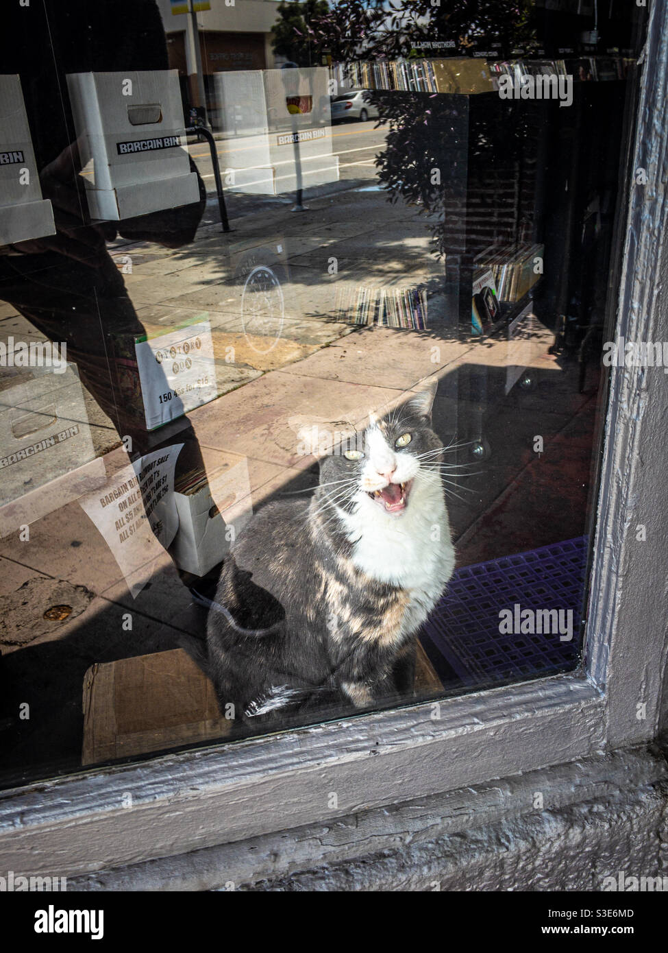 Security cat warning intruders from behind shop window Stock Photo