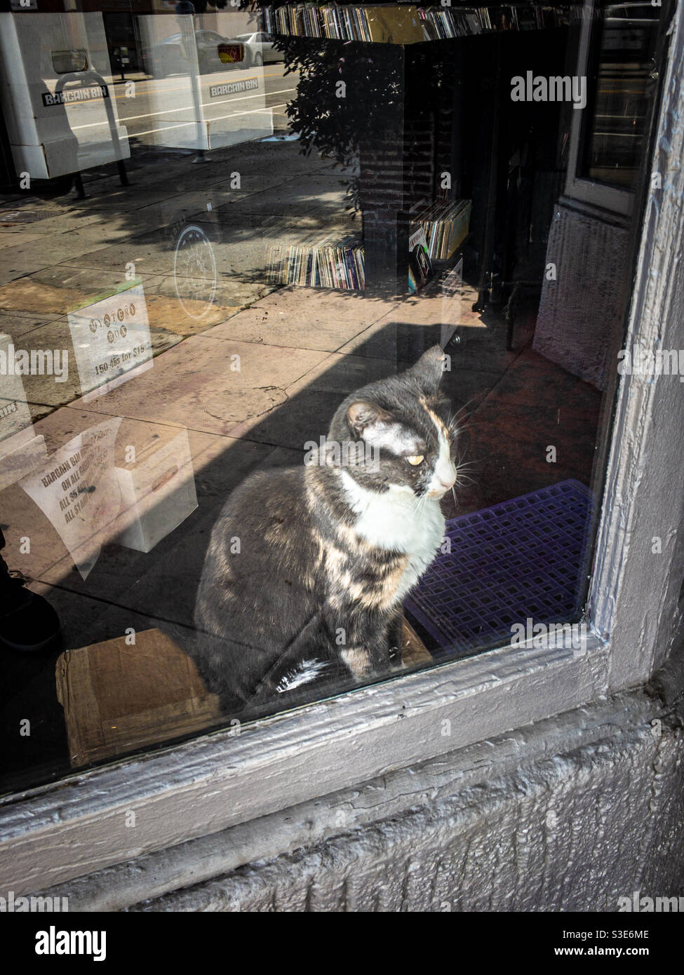 Kitty cat behind glass at record store Stock Photo