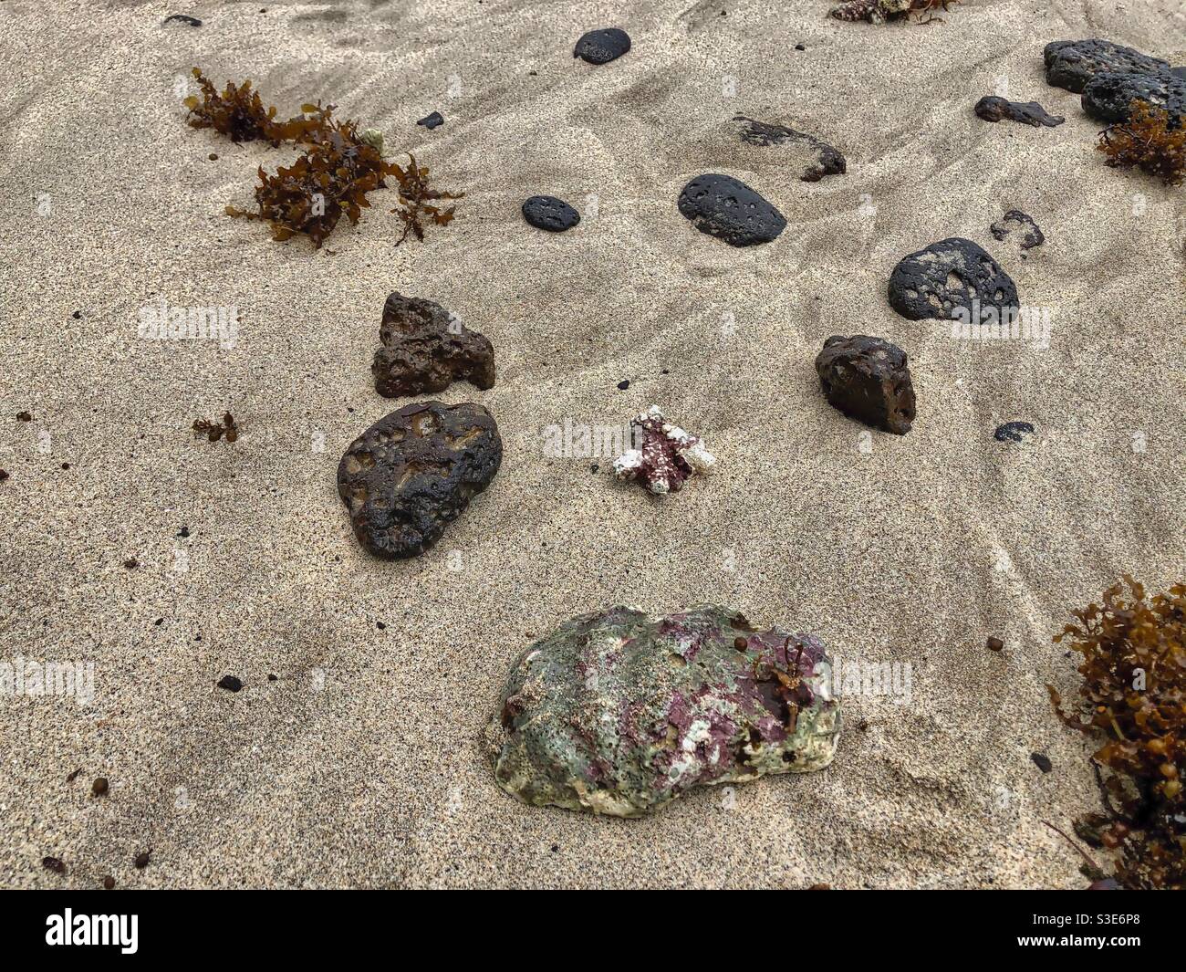Seashells, stones and seaweed brought by storm on a sandy beach in Mauritius. Stock Photo