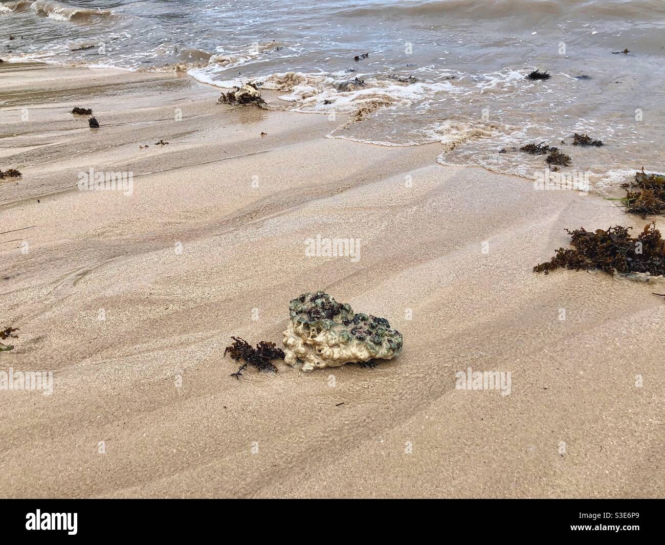 Seashells and seaweed brought by storm waves on the public beach in Mont Choisy, Mauritius. - Smartphone Captured Stock Image