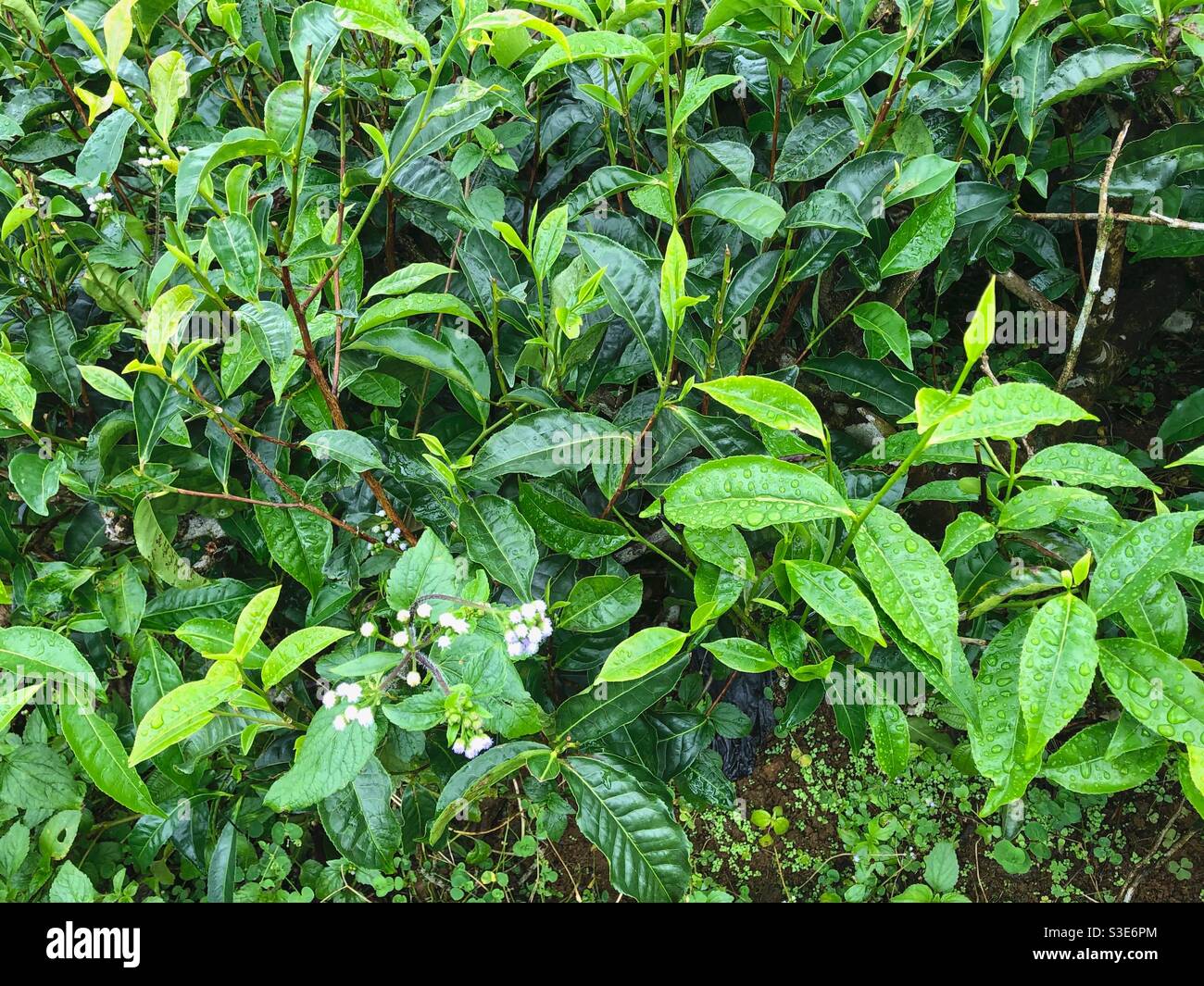 Tea plant leaves covered by rain drops in Mauritius. - Smartphone Captured Stock Image