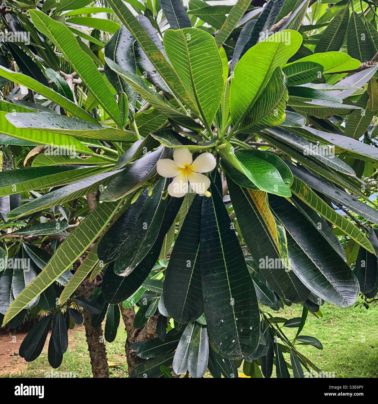 Frangipani flower surrounded by leaves growing on a plant in Mauritius. - Smartphone Captured Stock Image