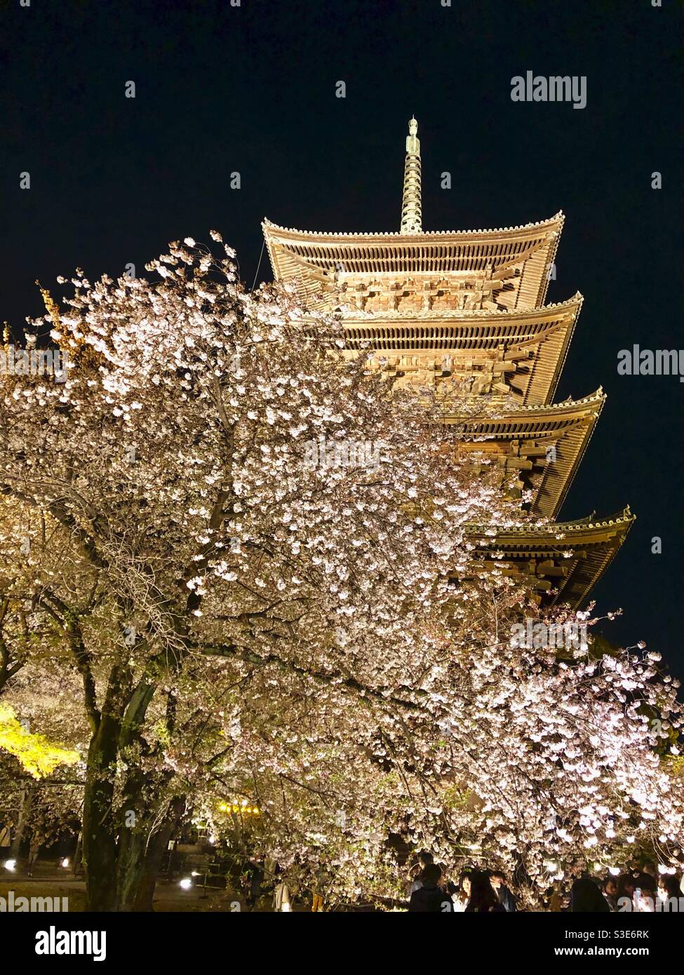 Blossoming sakura tree at night and five story Toji Pagoda in Kyoto, the tallest wooden tower in Japan. - Smartphone Captured Stock Image