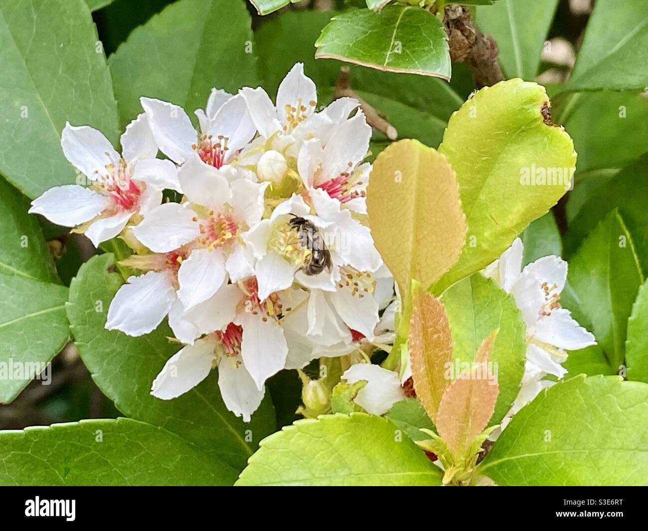 Tung nut flower (Vernicia Fordii) and bee. Stock Photo