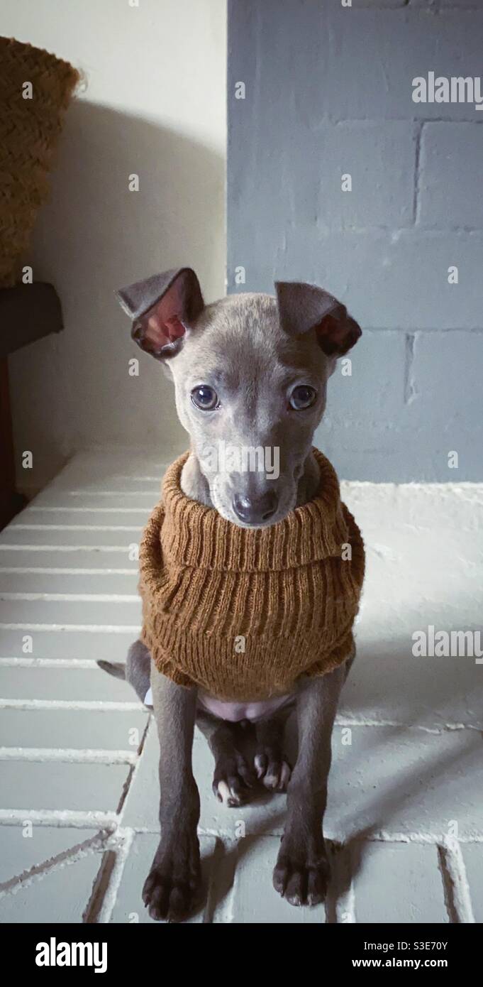 Puppy Italian greyhound sitting wearing a brown sweater Stock Photo