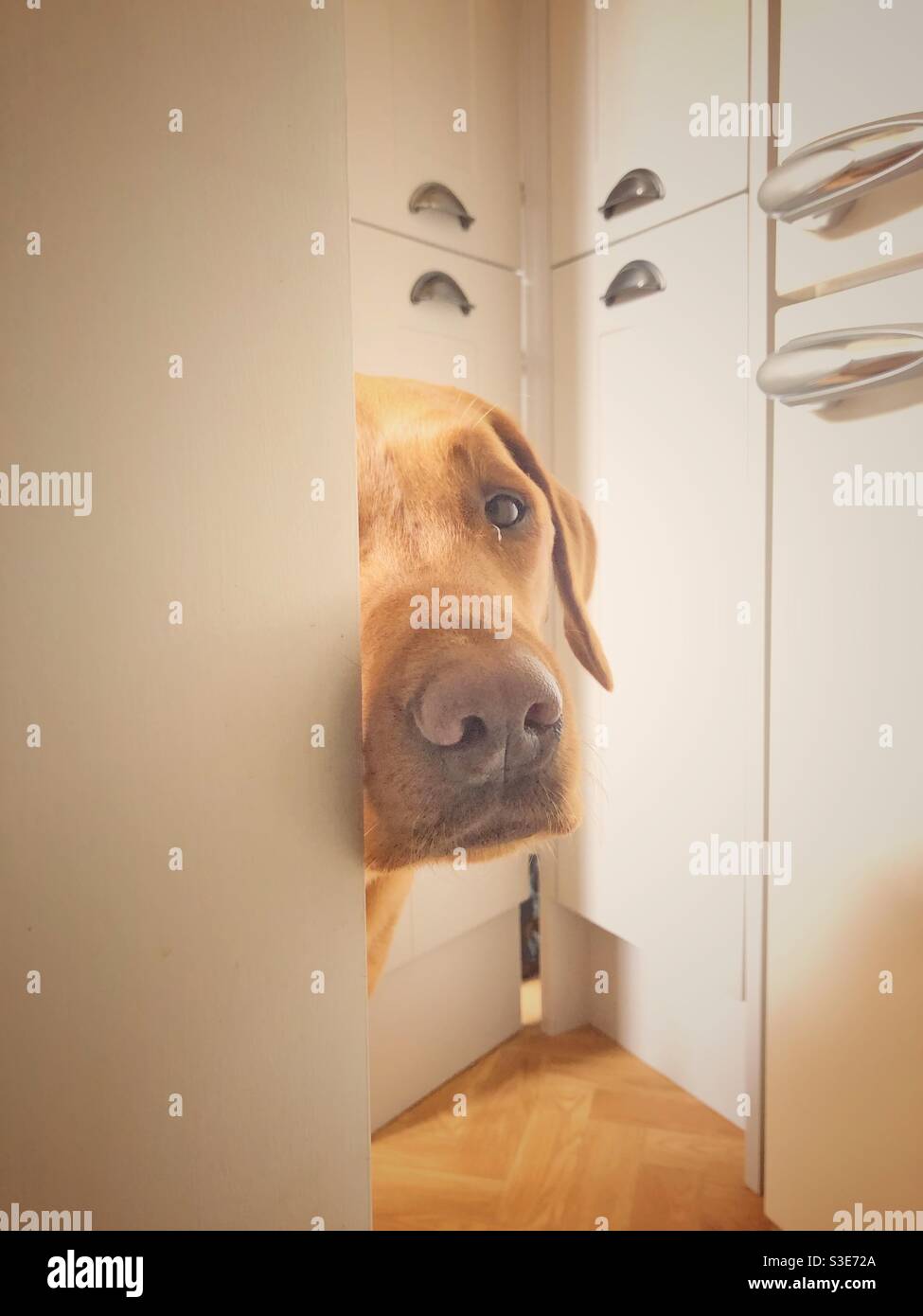 A cute dog peeking from behind a corner and hiding Stock Photo Alamy