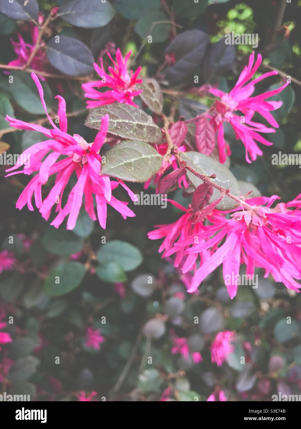 Loropetalum chinense blossom in March, North Carolina - Smartphone Captured Stock Image