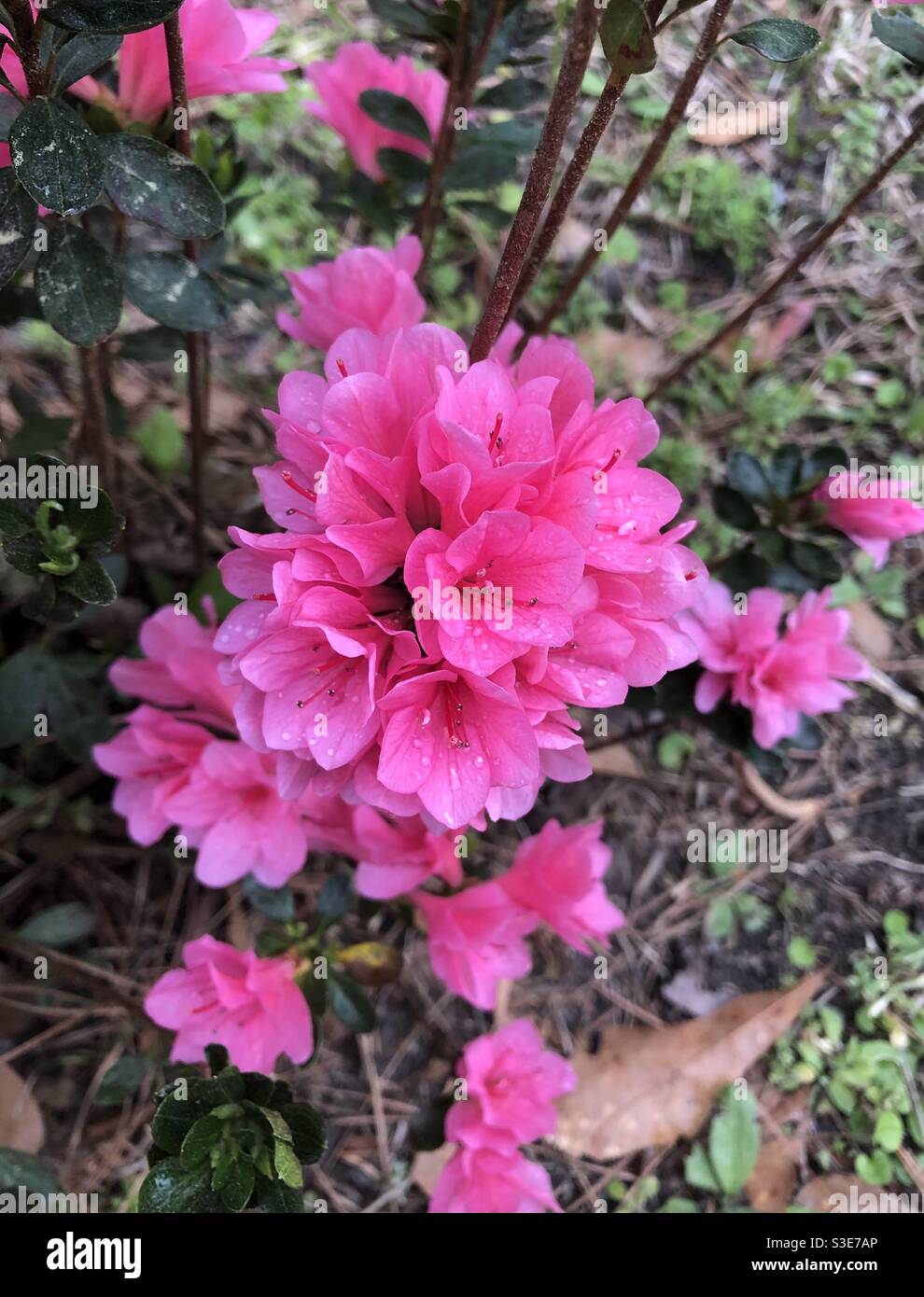 Cluster of pink flowers on azalea bush with raindrops from gentle spring showers Stock Photo