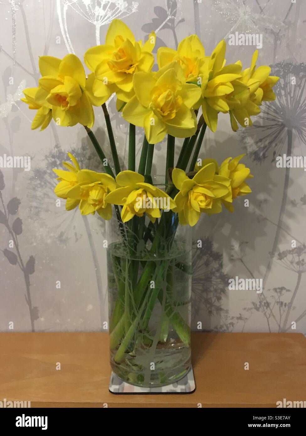 Flowering daffodils in vase - Smartphone Captured Stock Image