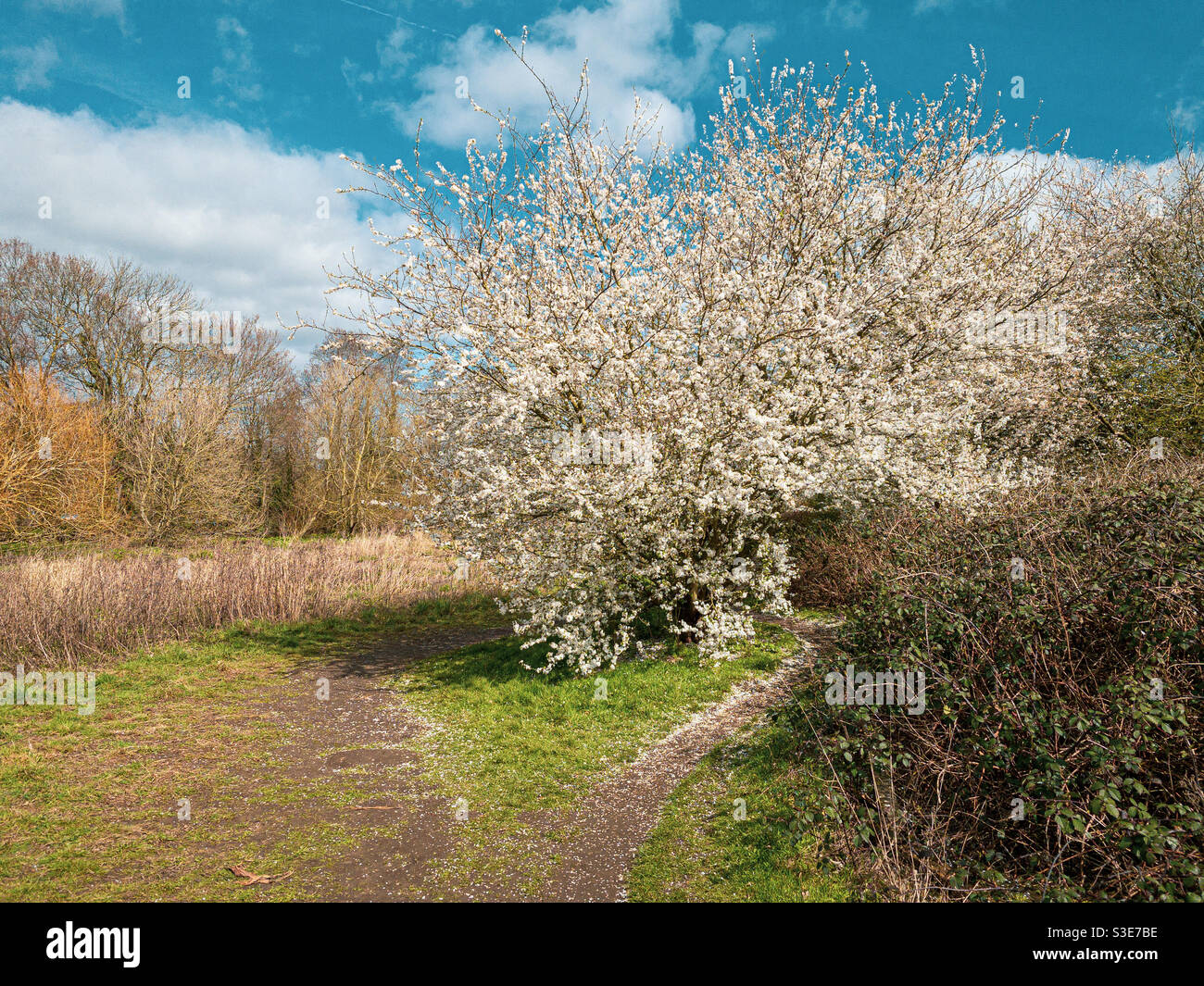 Blossom in Richmond upon Thames - Smartphone Captured Stock Image