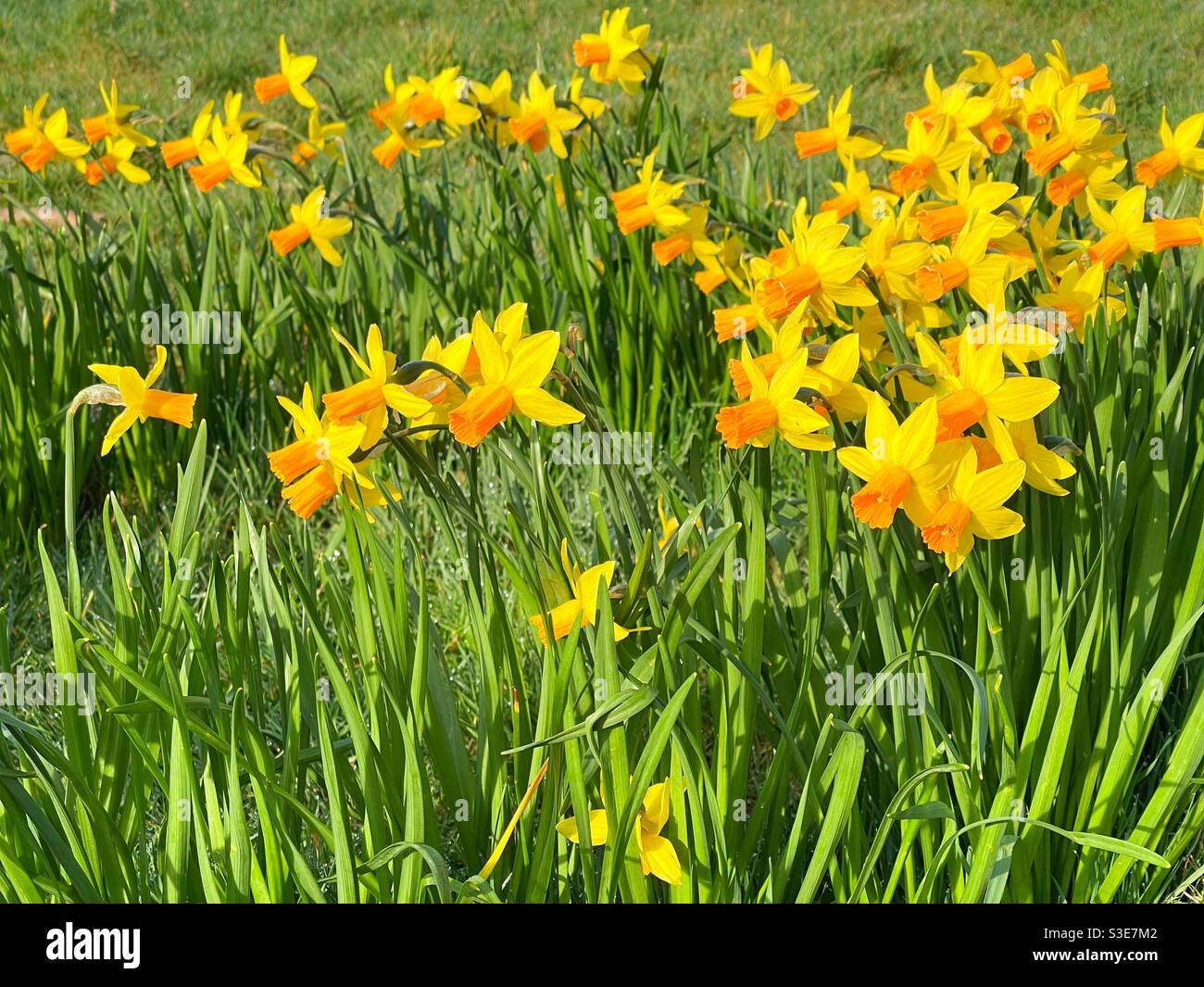 Field of daffodils with all but one facing in the same direction. No people. Stock Photo