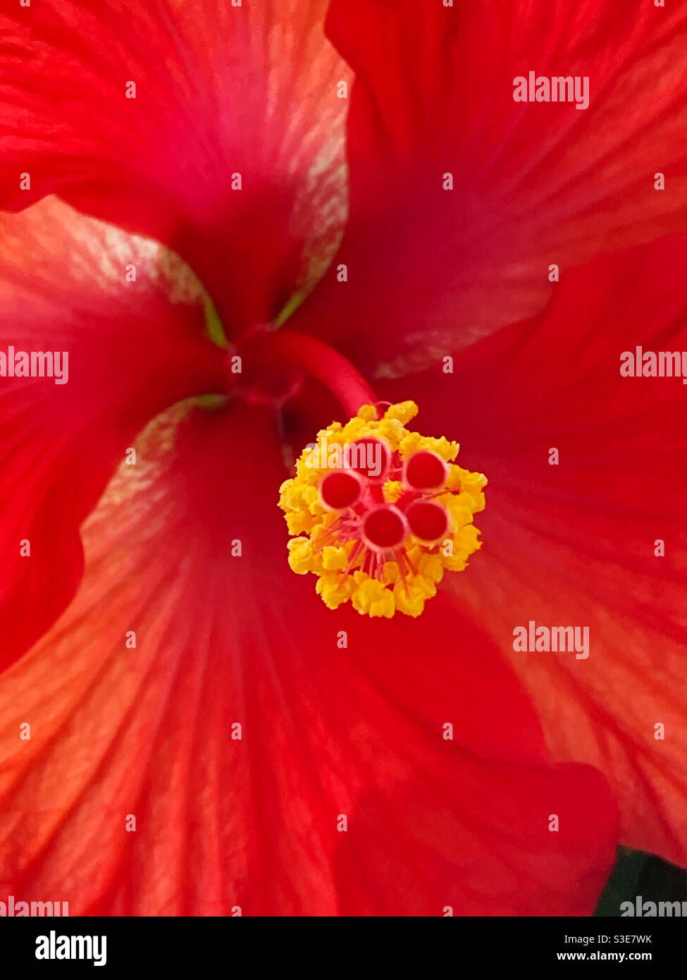 Red hibiscus Macro - Smartphone Captured Stock Image