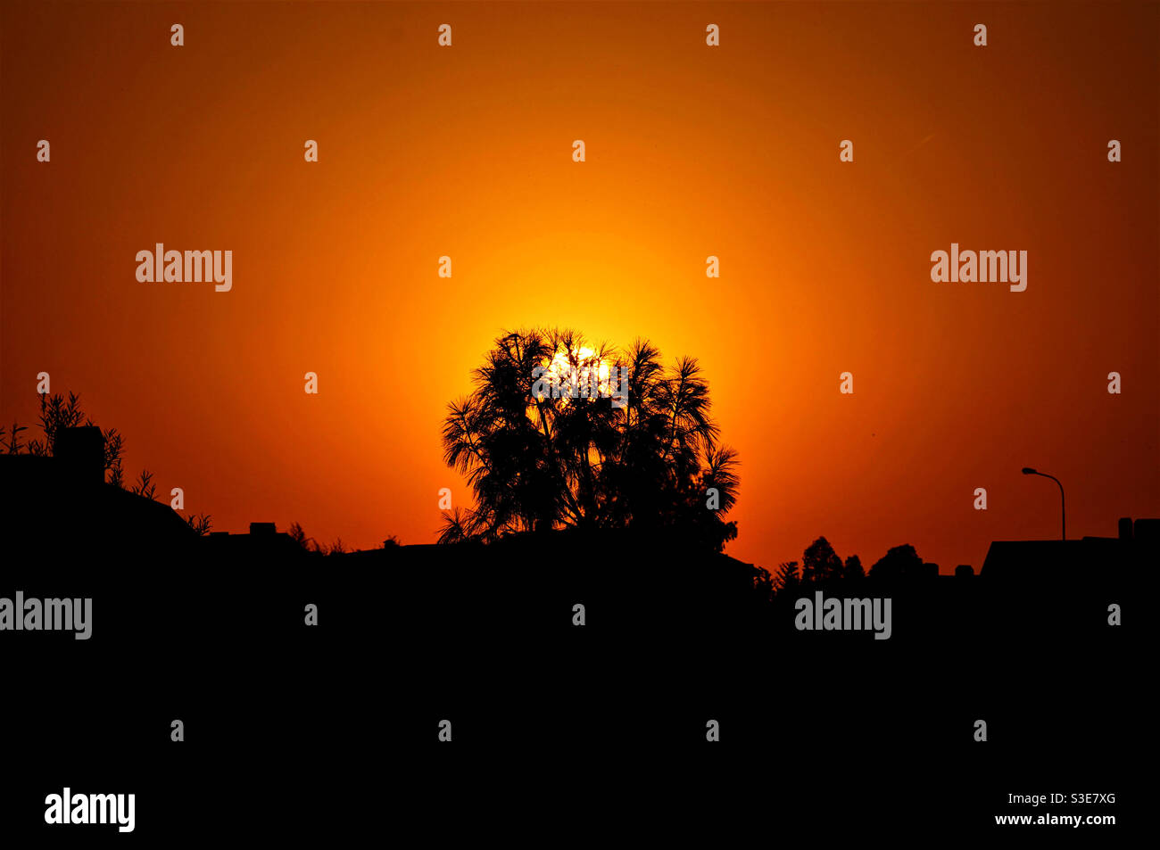 At sunset Silhouette of a tree against the sky Stock Photo - Alamy