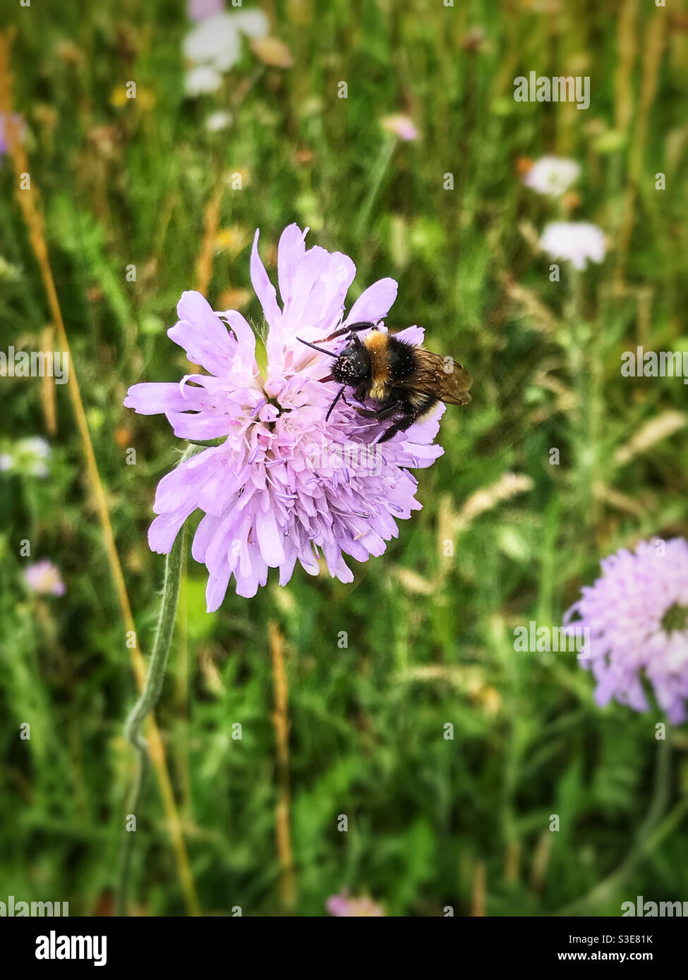 Bumble bee with pollen on its head, on a purple flower. - Smartphone Captured Stock Image