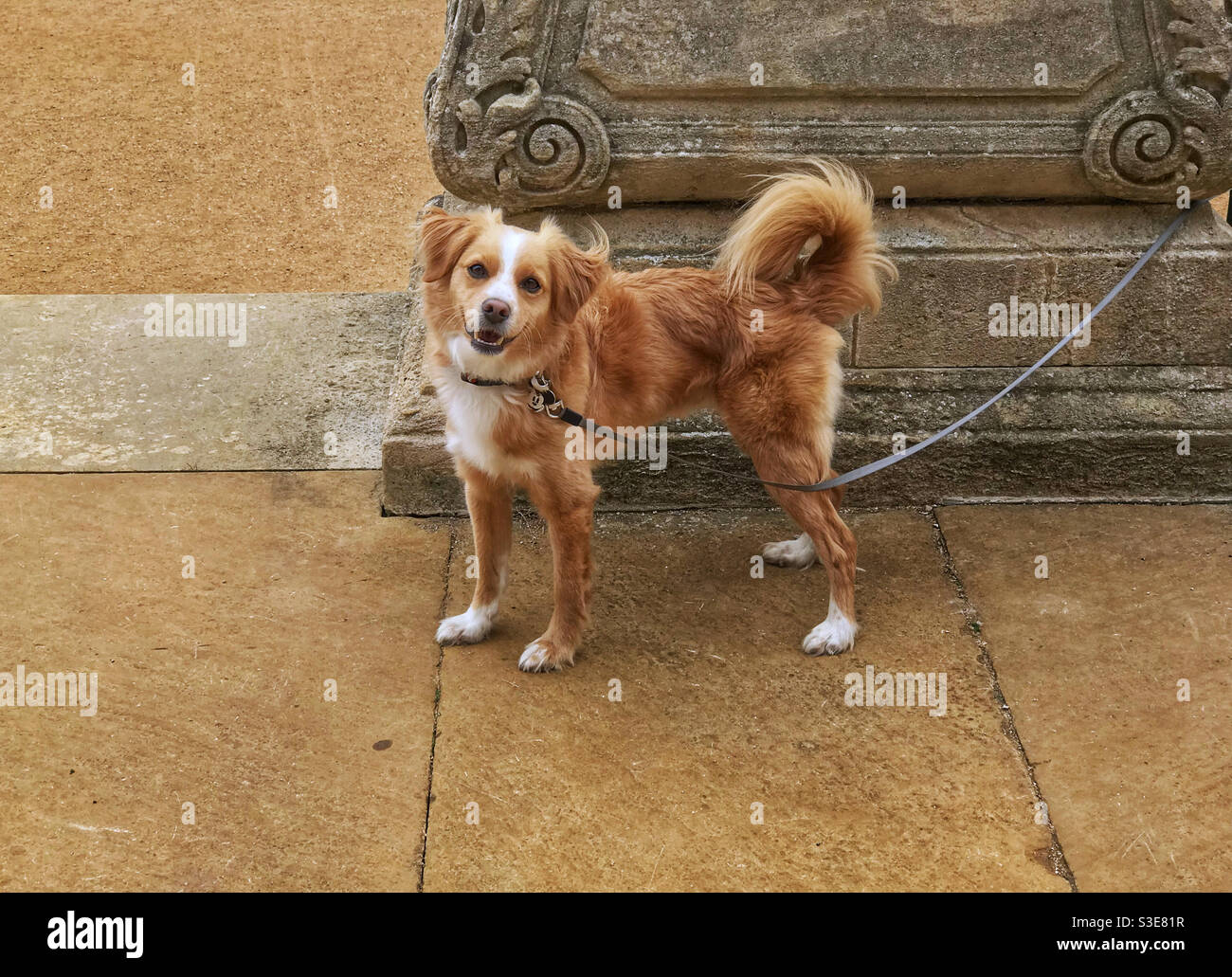 Cute little dog on a leash, waiting for its owner to return. - Smartphone Captured Stock Image