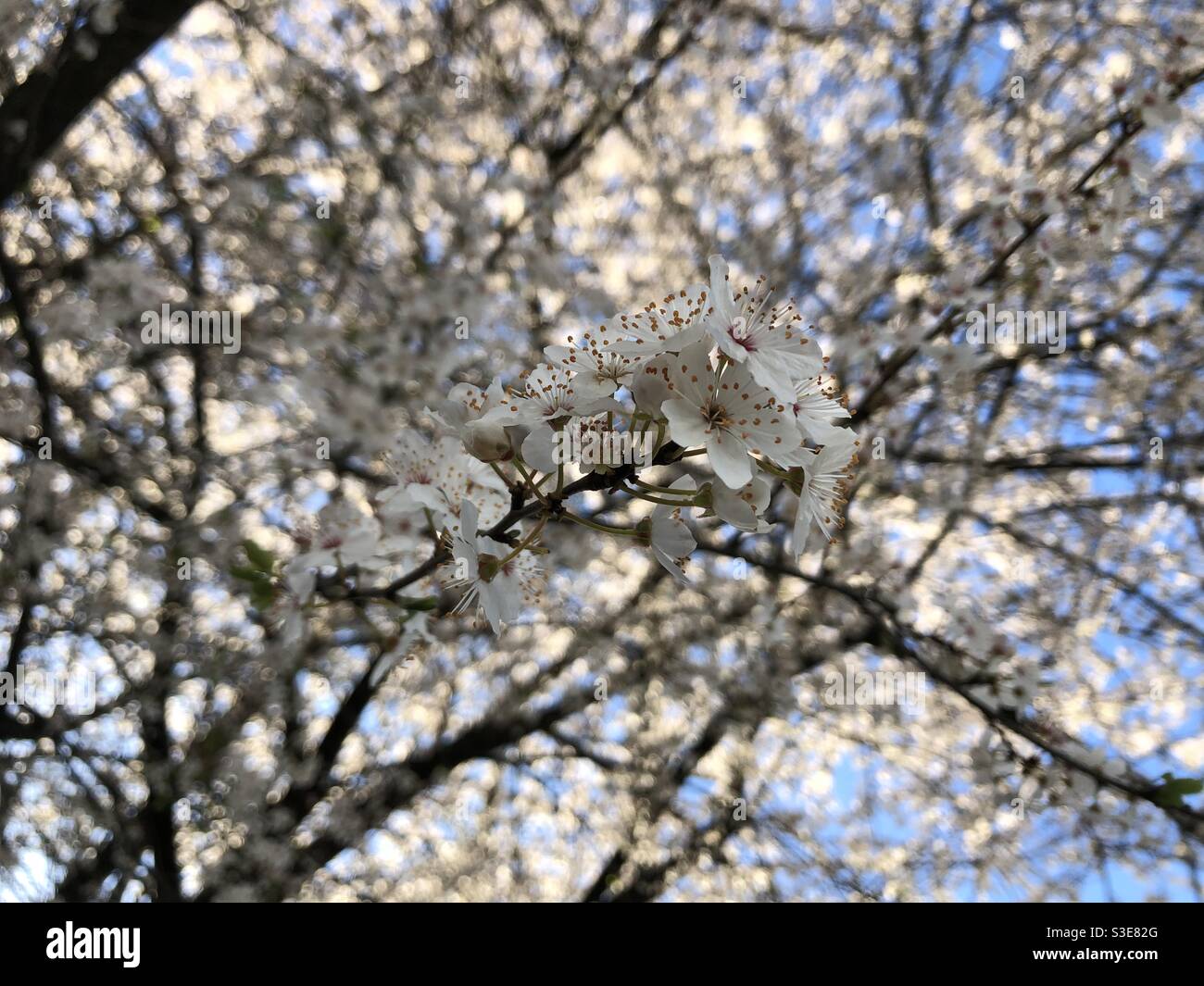 Cherry blossom Season Stock Photo Alamy