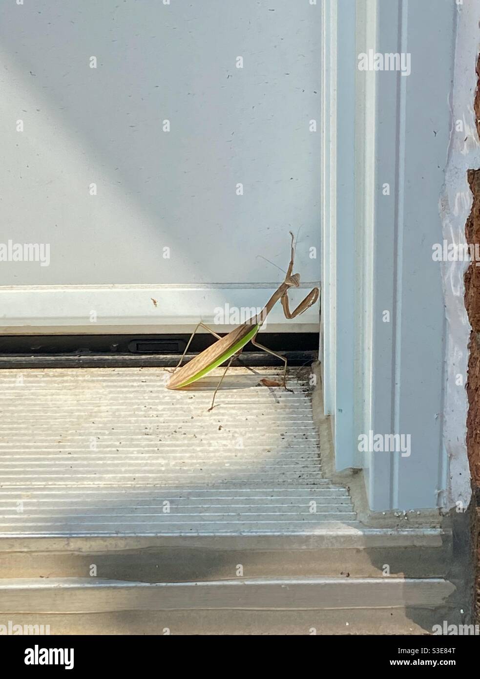 Praying Mantis knocking at the door Stock Photo