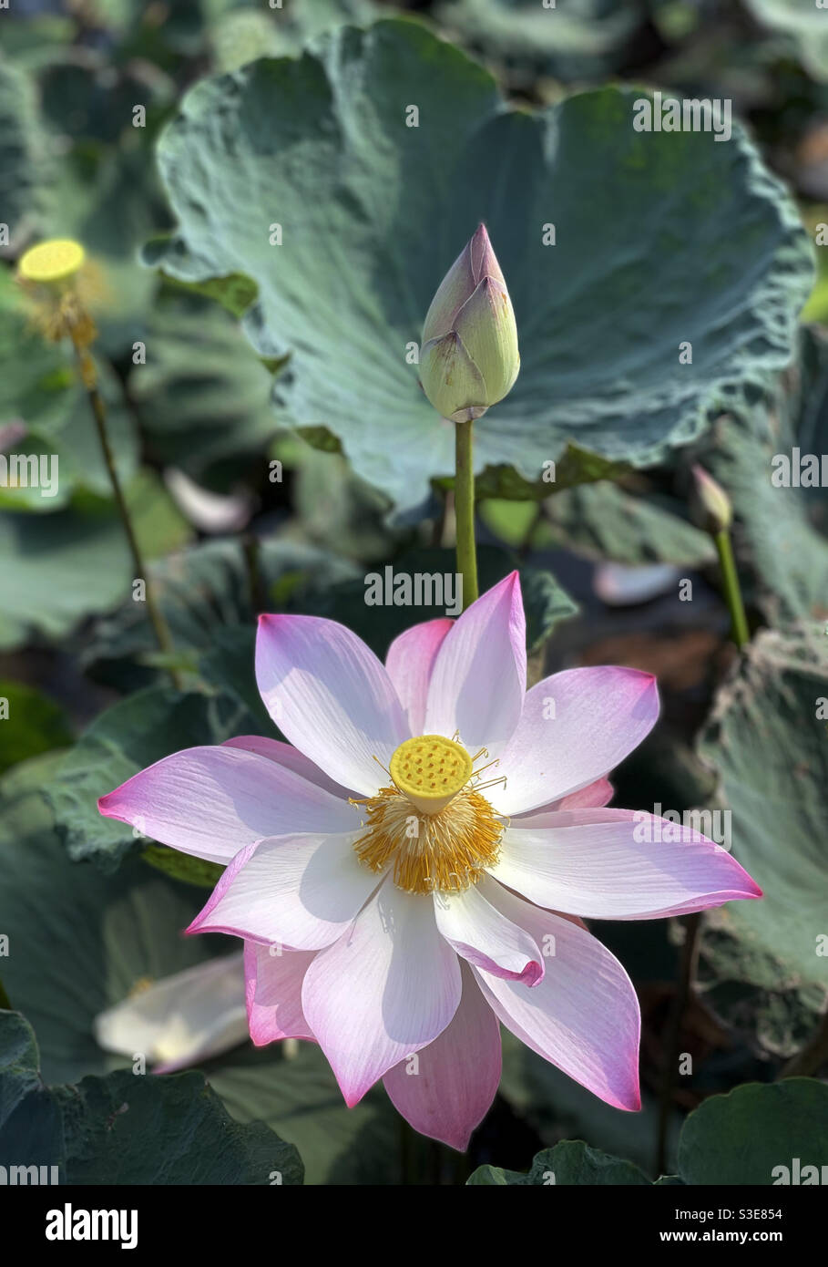 lotus - Smartphone Captured Stock Image