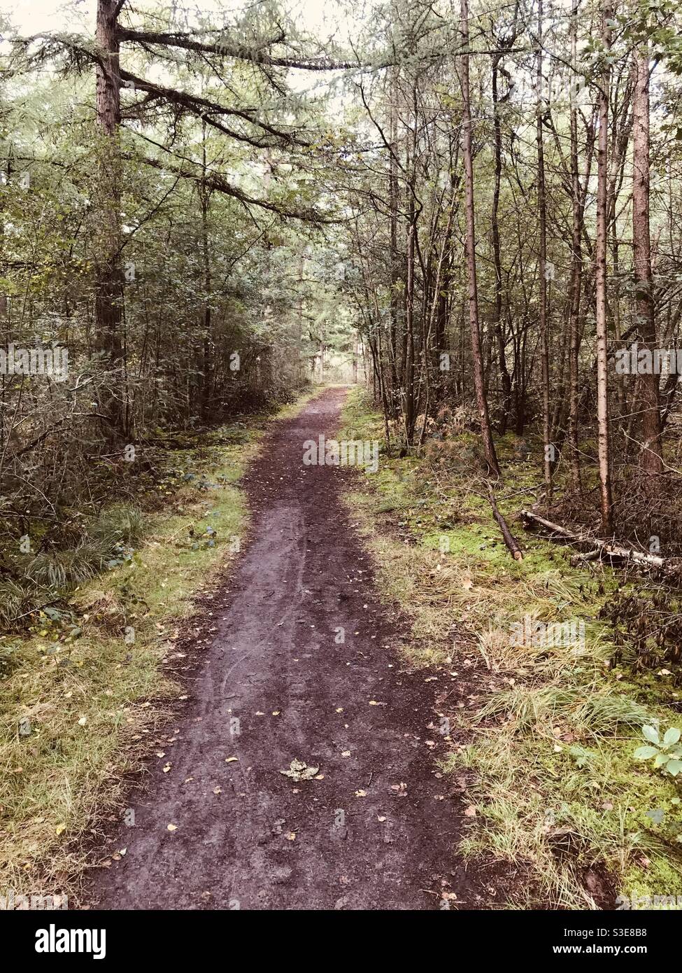 Dirt road through the woods Stock Photo - Alamy