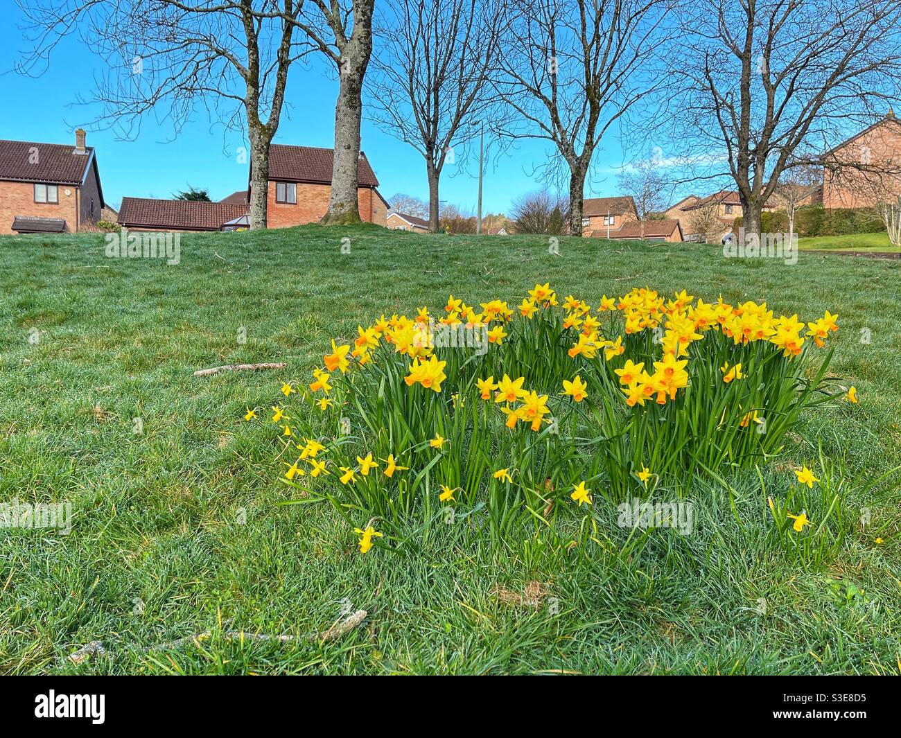 Daffodils growing on a grassy area on a housing estate - Smartphone Captured Stock Image