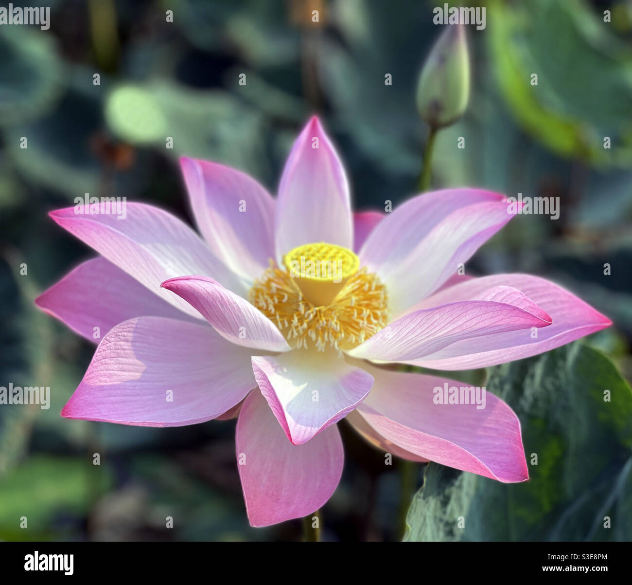 lotus - Smartphone Captured Stock Image