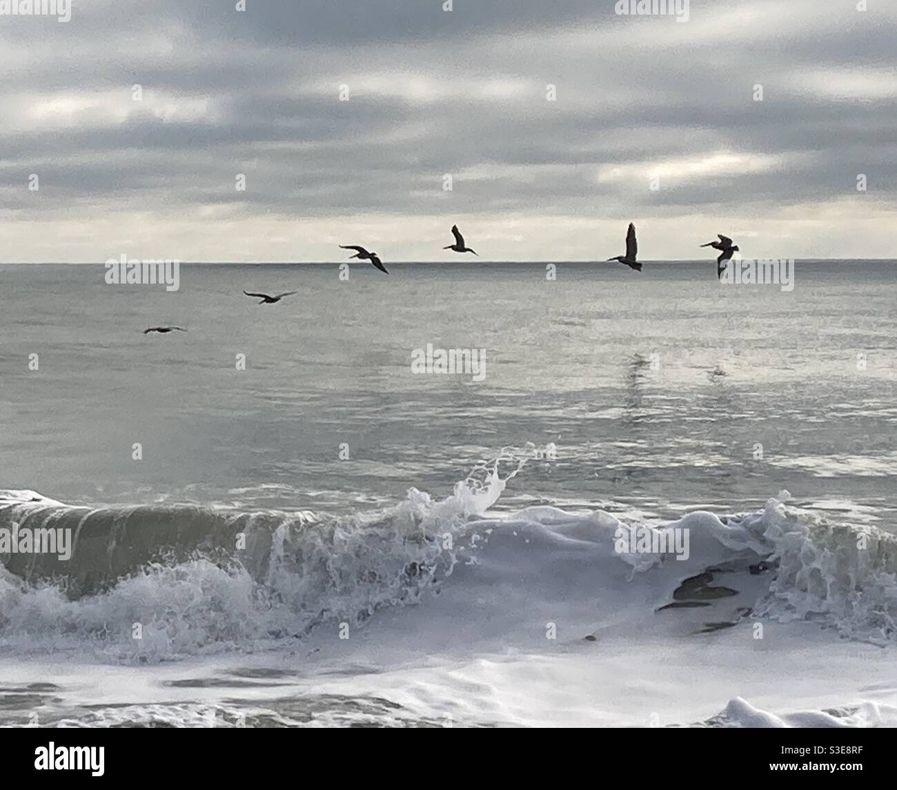 Picture of sea birds flying over Atlantic in Florida - Smartphone Captured Stock Image