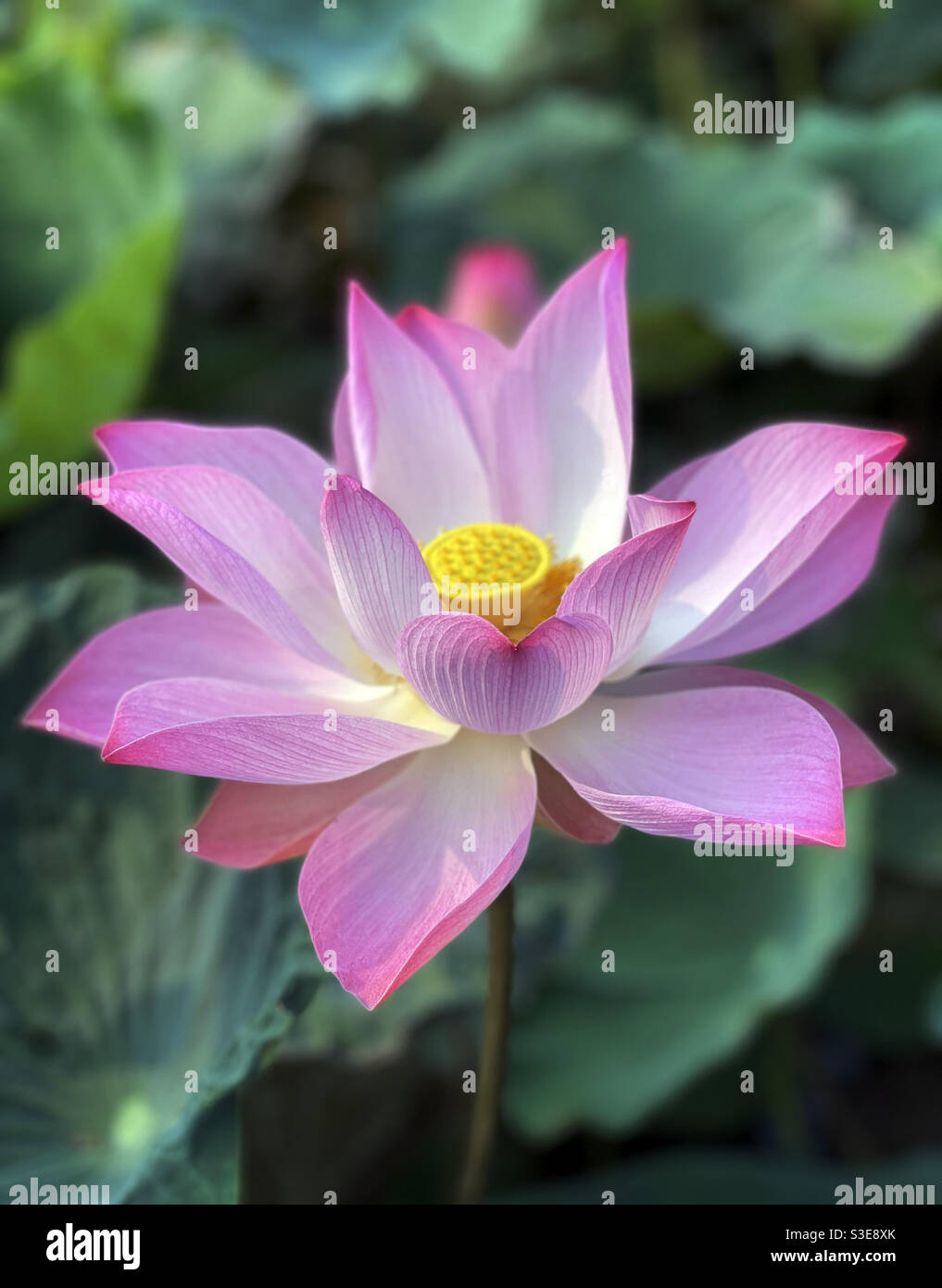lotus - Smartphone Captured Stock Image