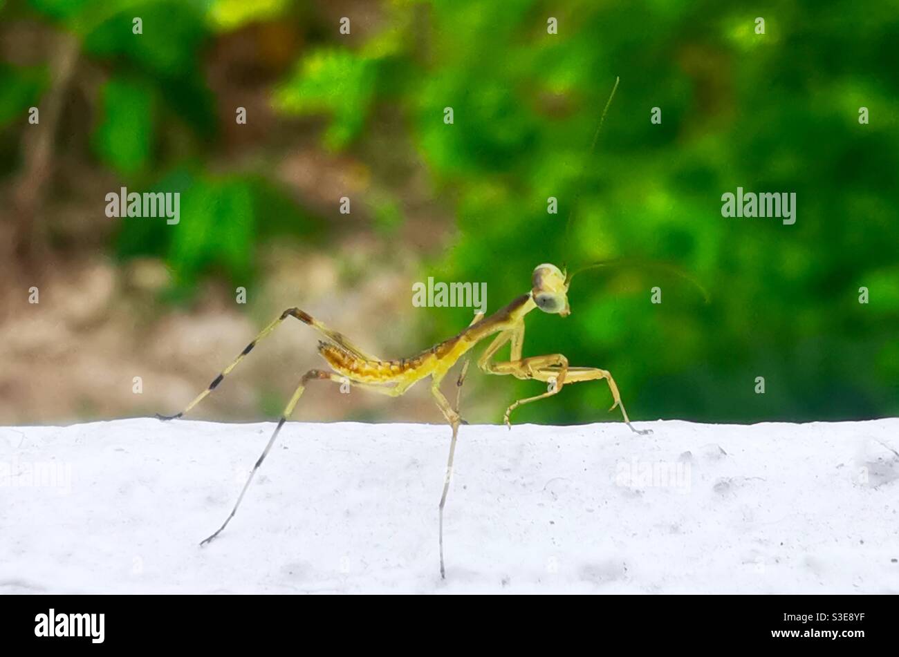 A baby Praying Mantis Stock Photo Alamy