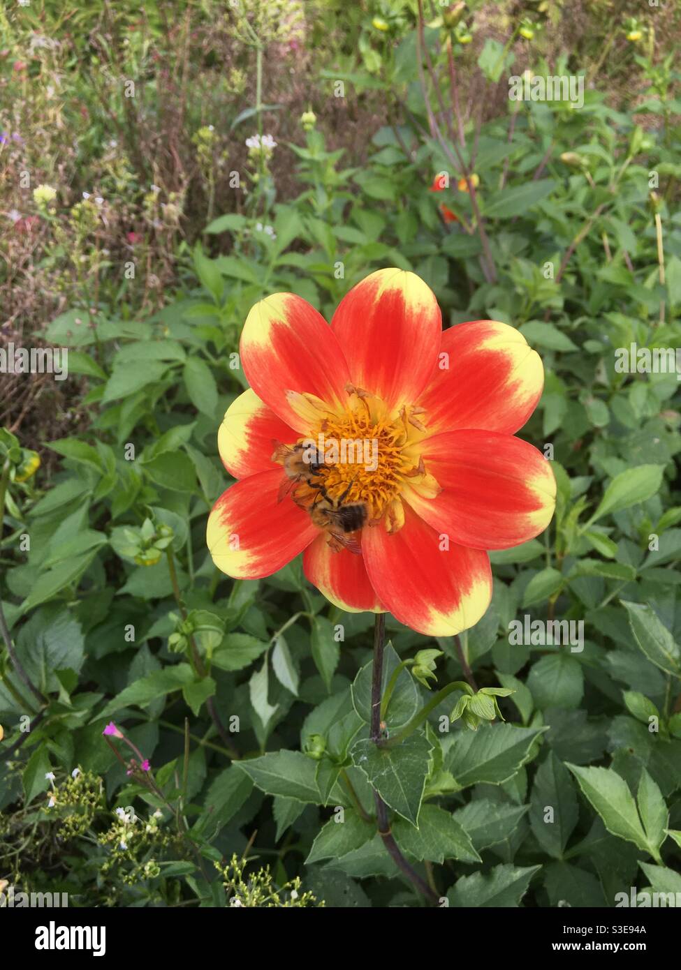 Red and yellow summer flower in Stanton Park, Swindon Stock Photo