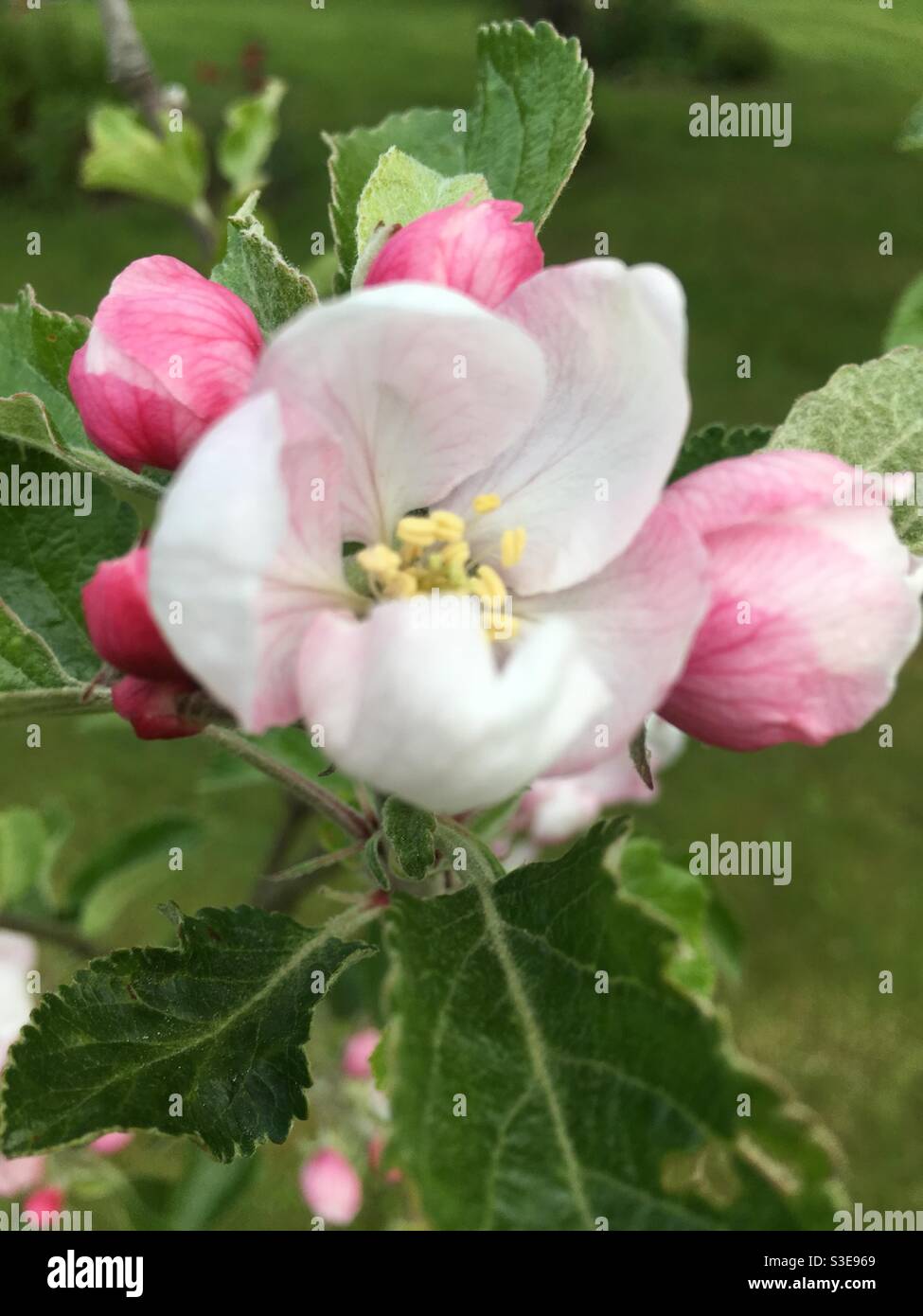 Apple tree bloom Stock Photo - Alamy