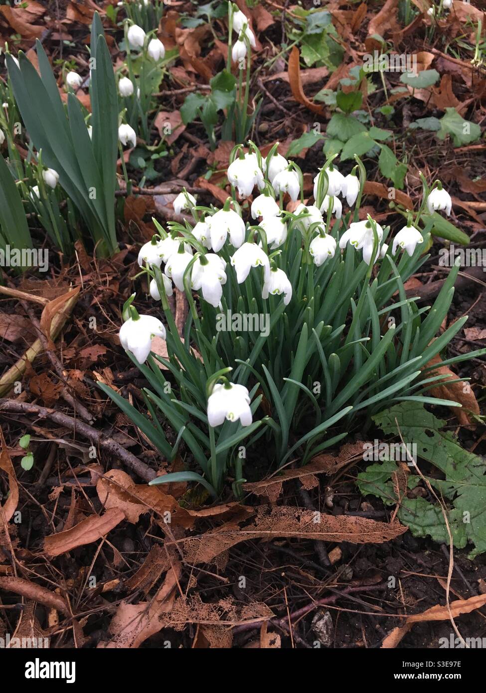 Beautiful winter white flowers hires stock photography and images Alamy