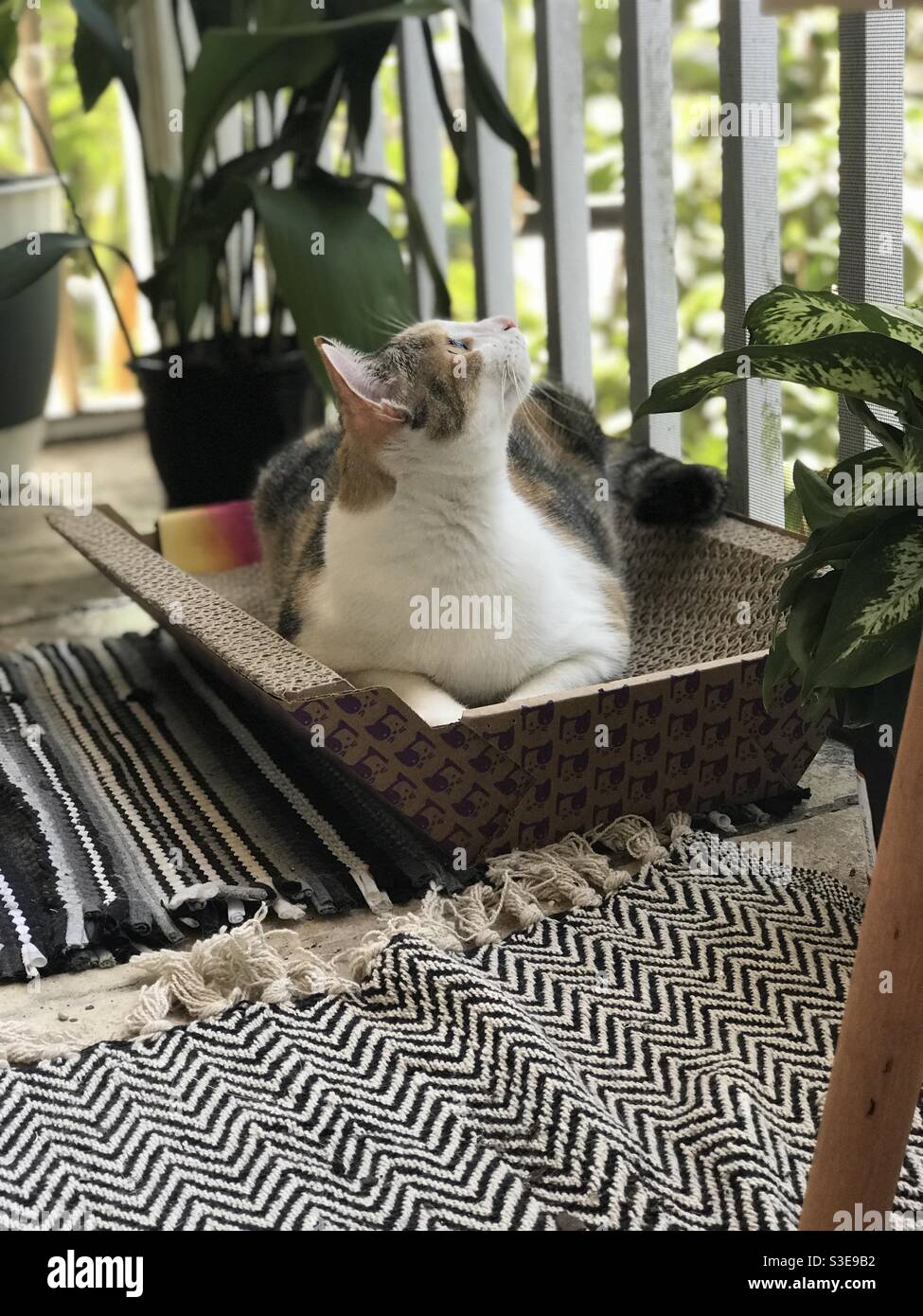 Cat on the patio Stock Photo Alamy