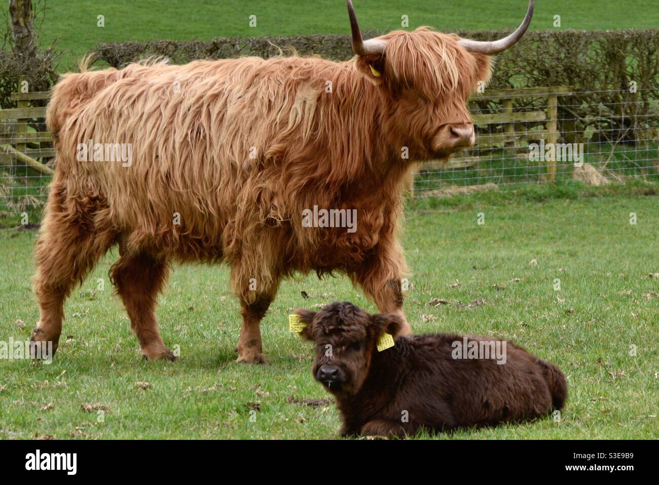 Highland cow n calf Stock Photo - Alamy