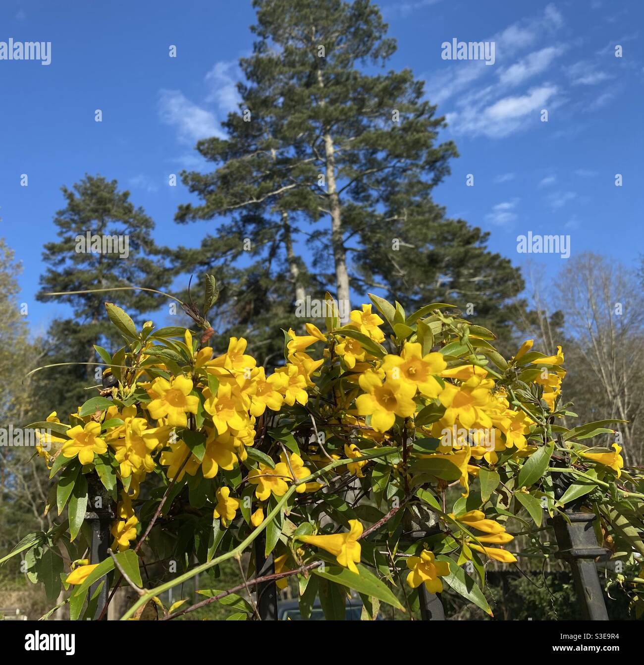 Yellow jasmine hires stock photography and images Alamy