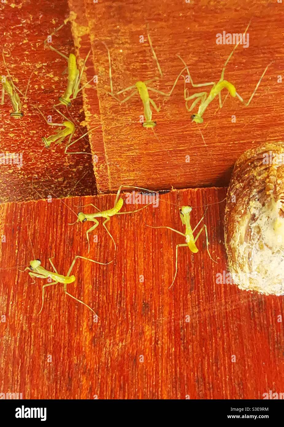 Baby Mantises by the egg case or Ootheca. - Smartphone Captured Stock Image