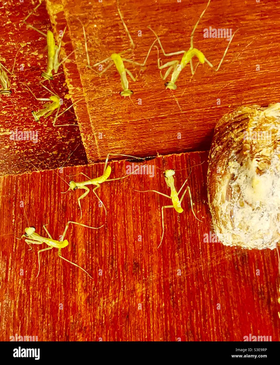 Mantis egg case or Ootheca laid on wood. - Smartphone Captured Stock Image