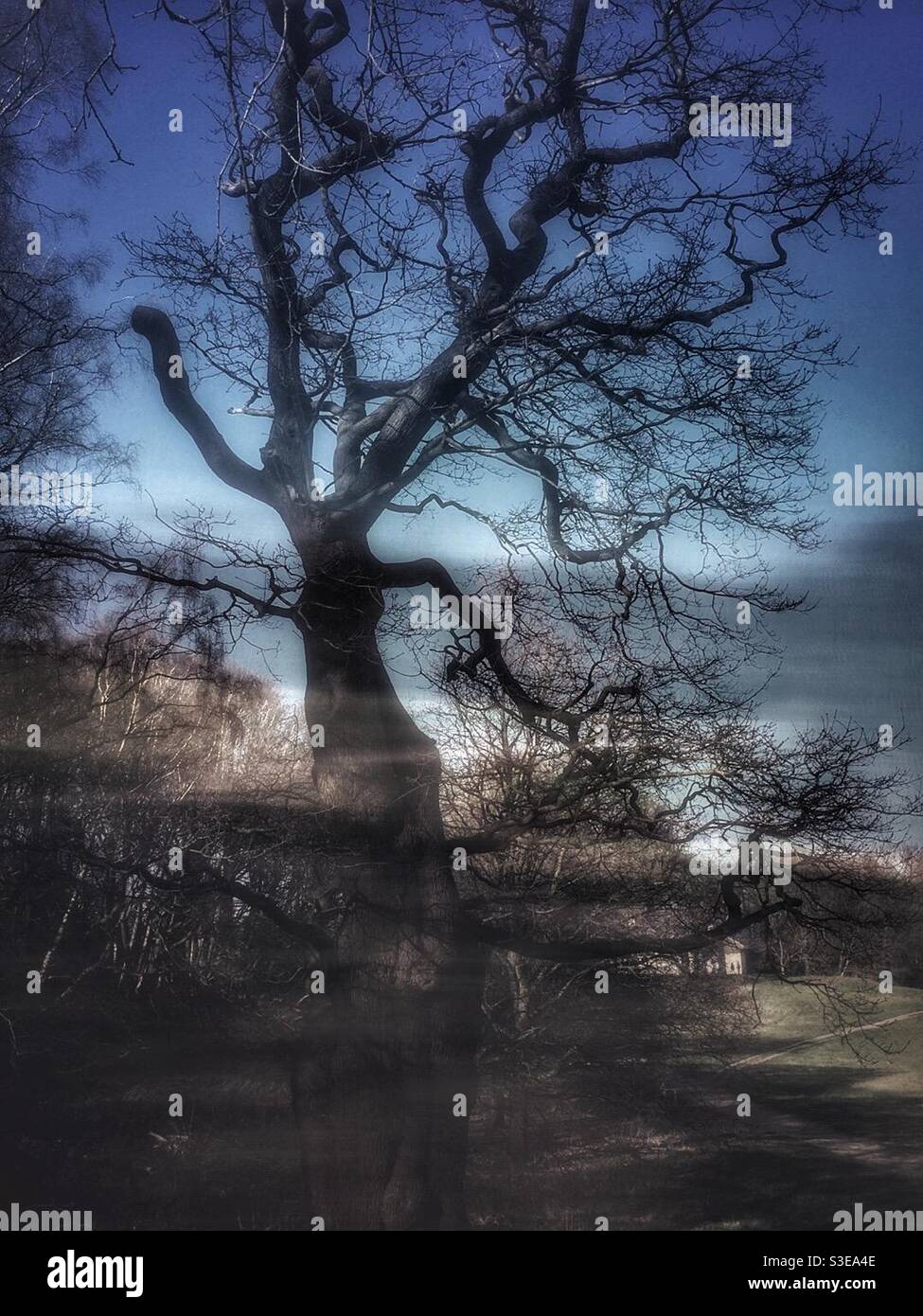 Abstract fantasy image showing the Silhouette of a tree in a heathland setting. - Smartphone Captured Stock Image
